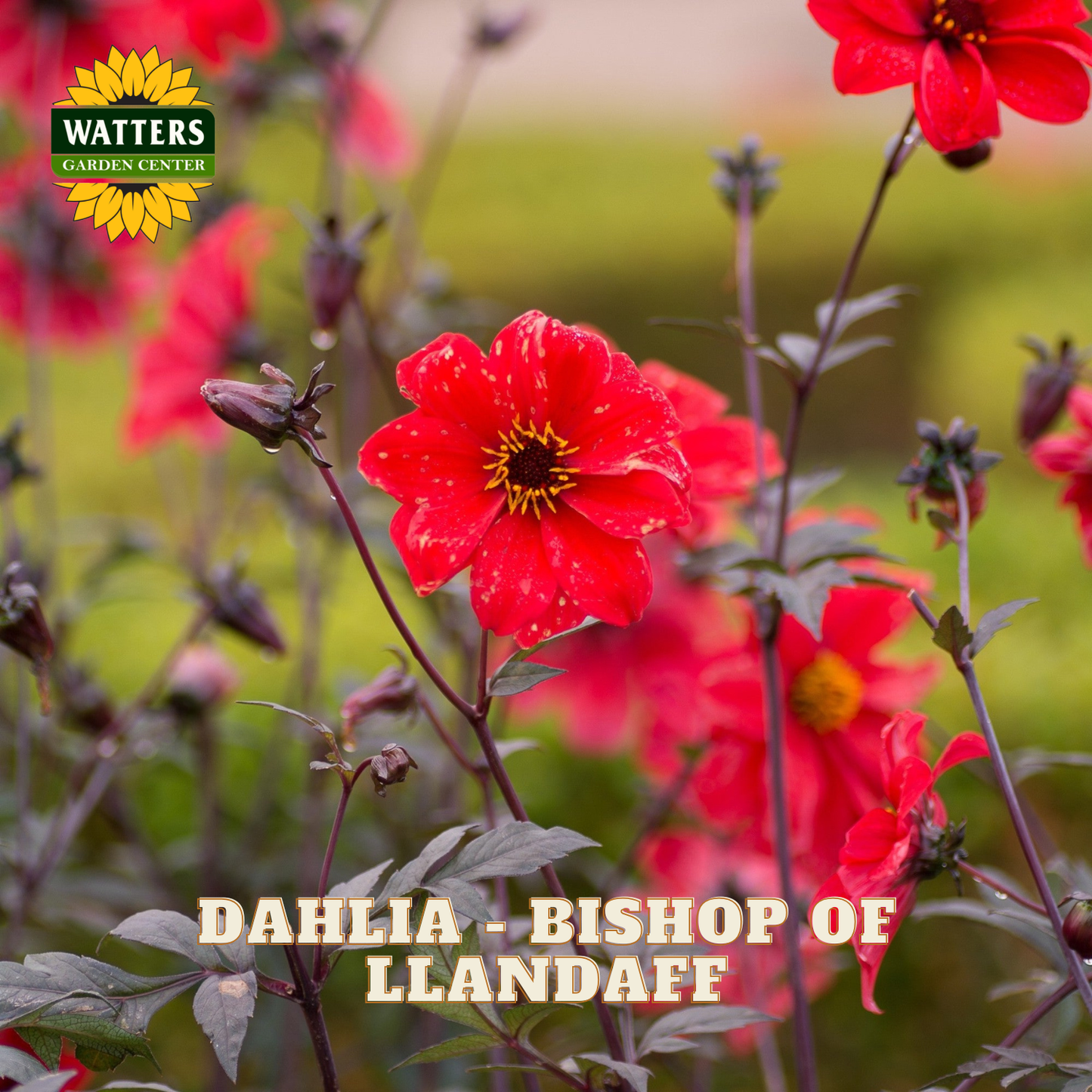 A close-up garden photo of bright red dahlia flowers with dark purple stems and leaves, with the text 'DAHLIA - BISHOP OF LLANDAFF' and a 'WATTERS GARDEN CENTERS' logo in the corners.