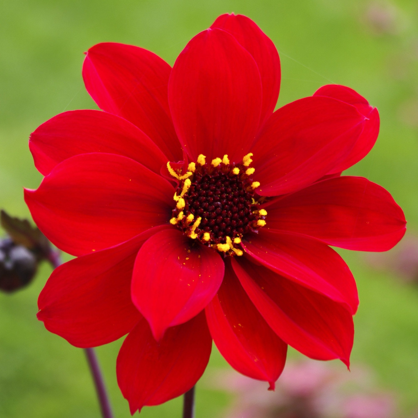 A single bright red flower with a dark brown center and small yellow accents, photographed close up against a soft green blurred background.