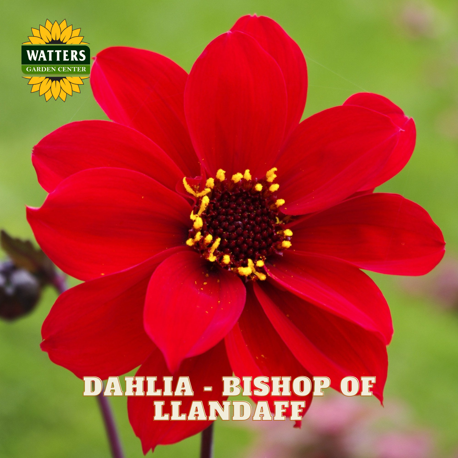 A close-up of a bright red dahlia flower with a dark brown center and yellow stamens, set against a soft green blurred background. The Watters Garden Centers logo appears in the top-left corner, and the text 'DAHLIA - BISHOP OF LLANDAFF' is overlaid at the bottom.
