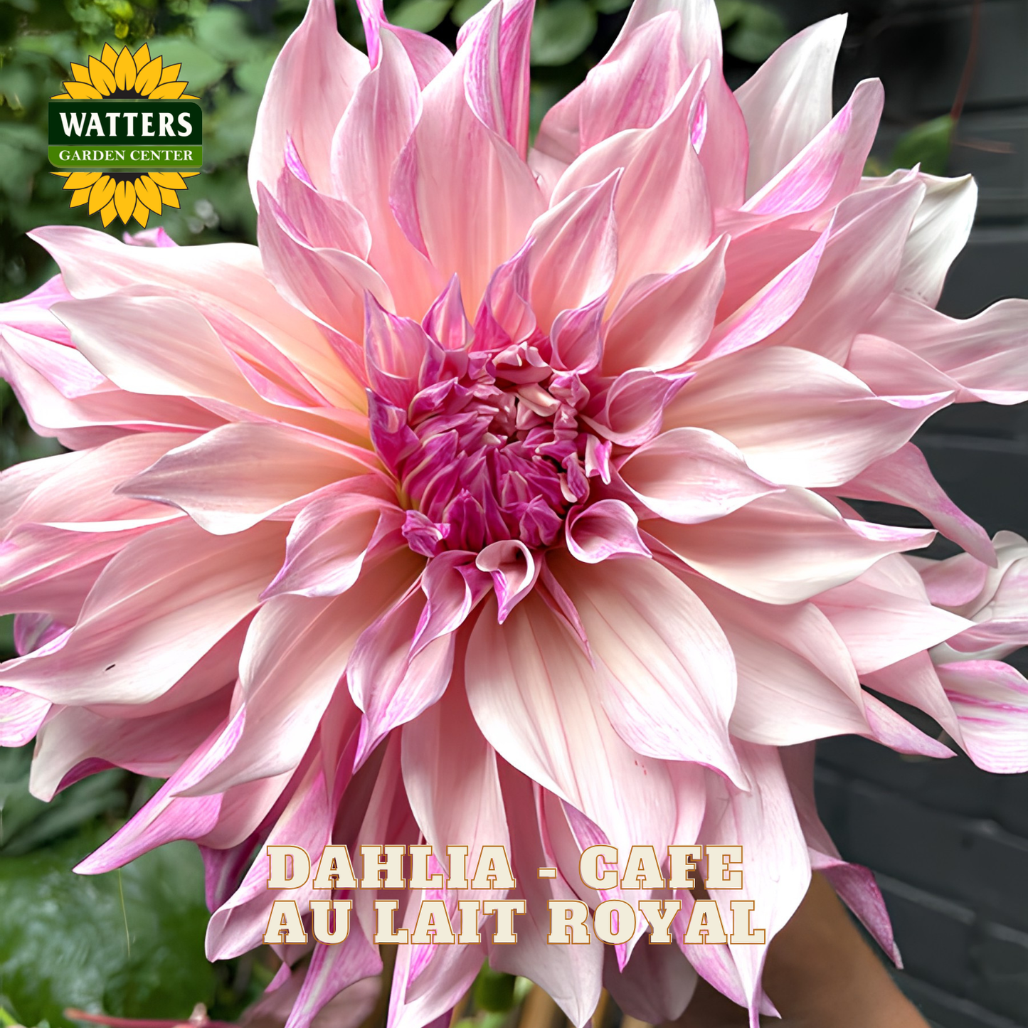 Dahlia - Cafe au Lait Royal