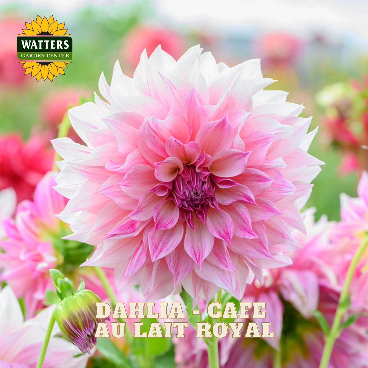 Dahlia - Cafe au Lait Royal