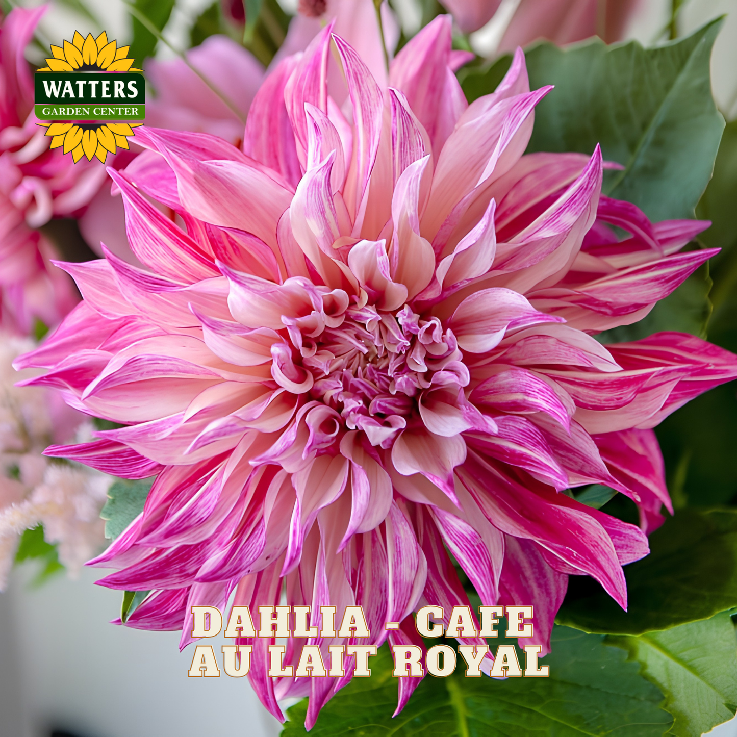 Dahlia - Cafe au Lait Royal