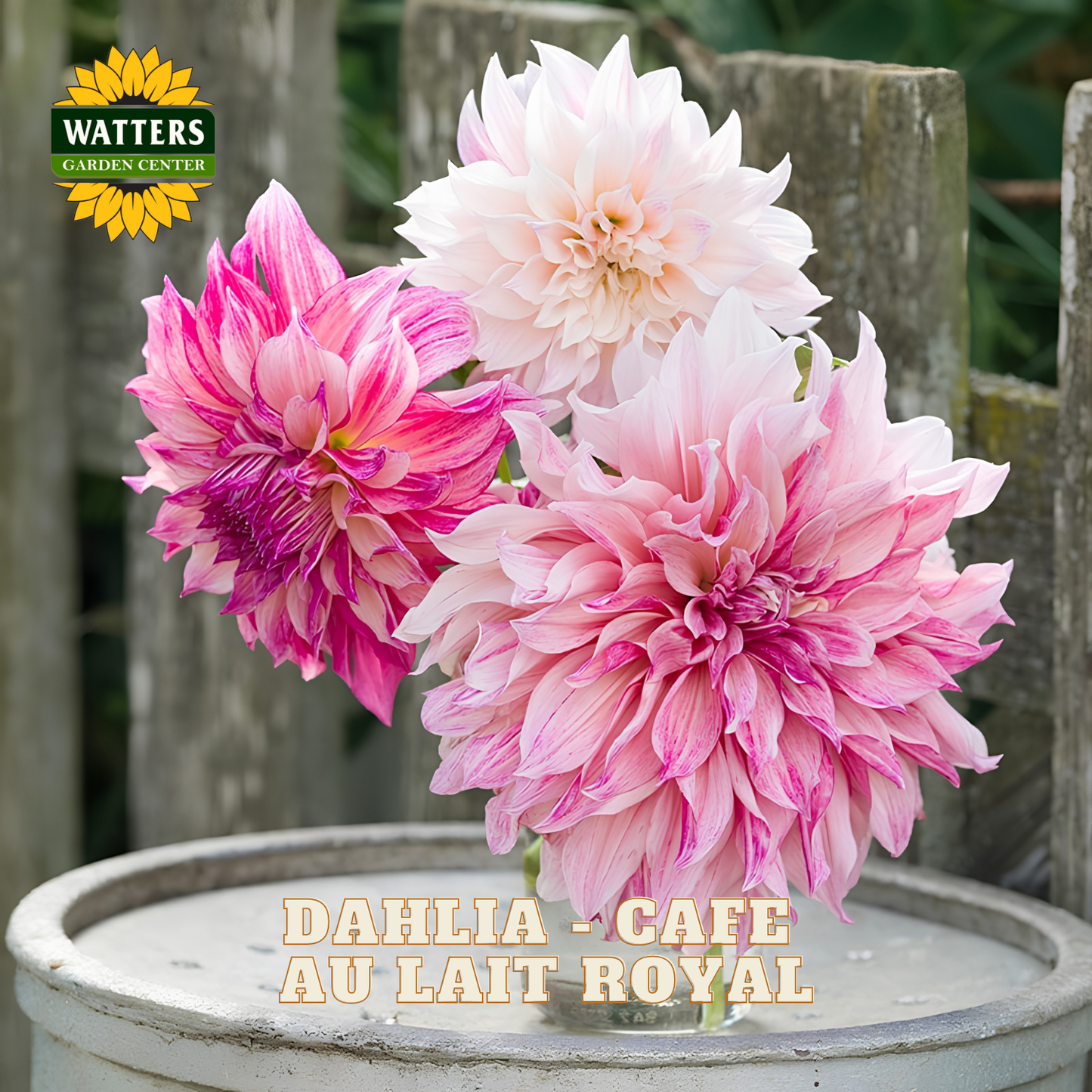 Dahlia - Cafe au Lait Royal