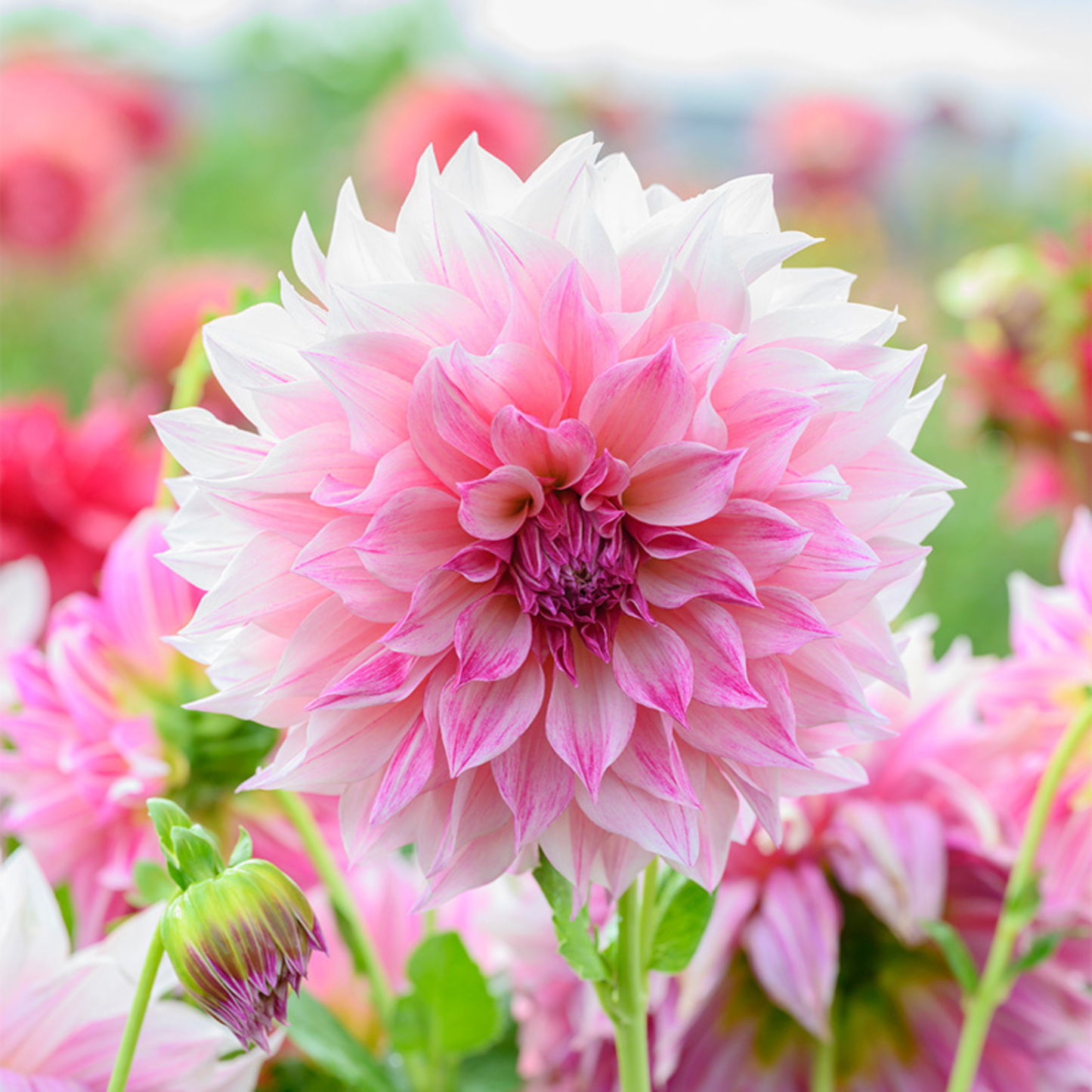 Dahlia - Cafe au Lait Royal