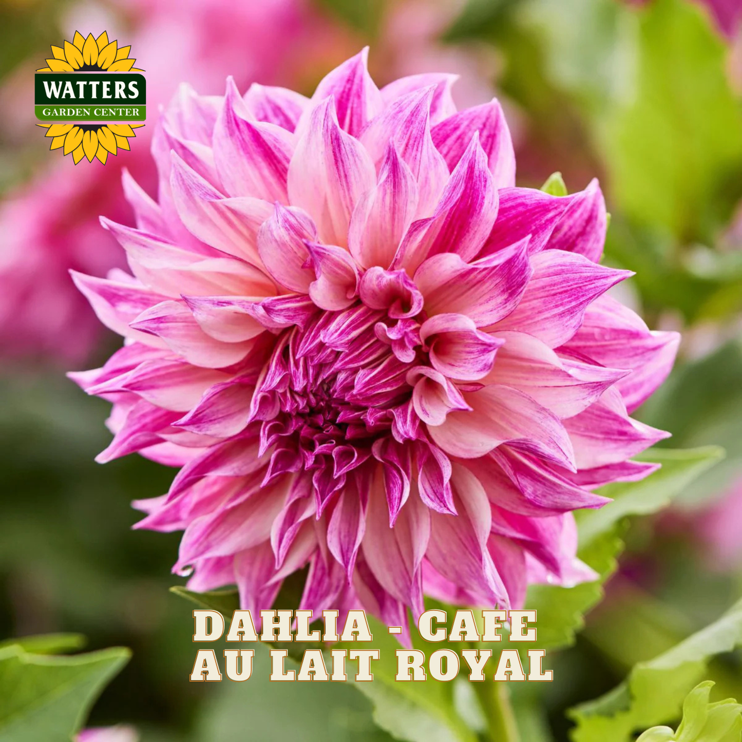 Dahlia - Cafe au Lait Royal