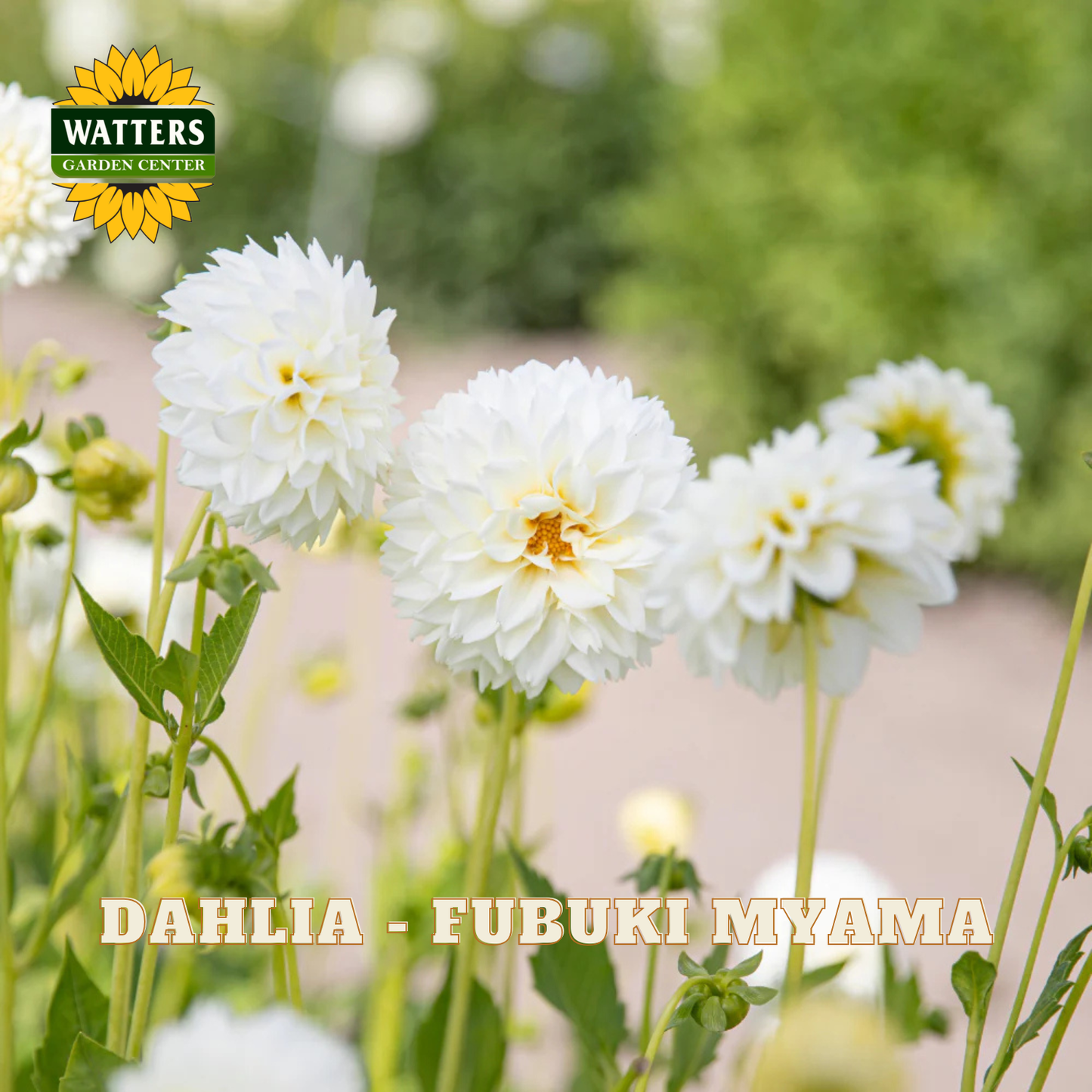 White dahlias with green leaves and Watters Garden Center logo.