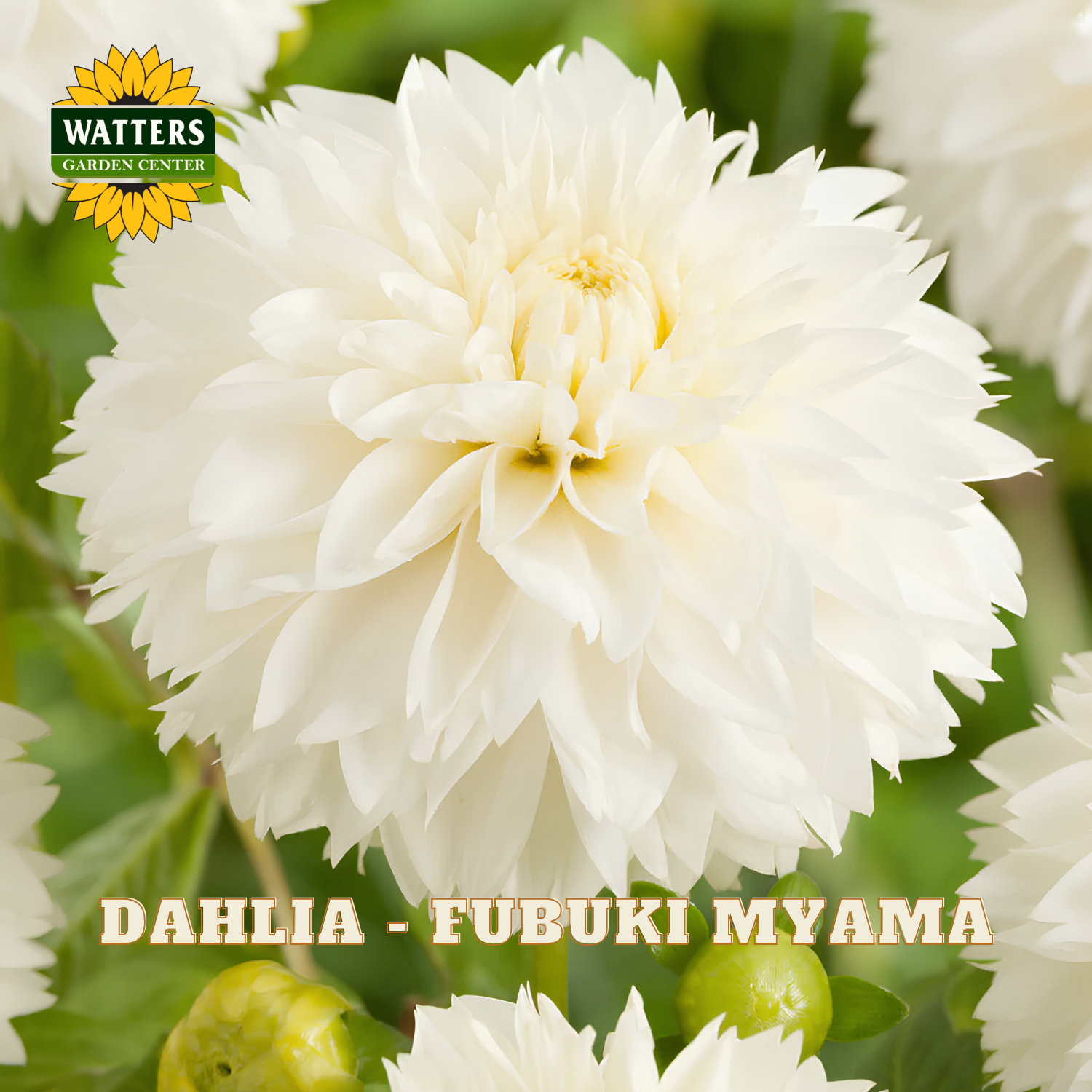 White dahlia flower with 'Watters Garden Center' logo and 'Dahlia - Fubuki Myama' text.