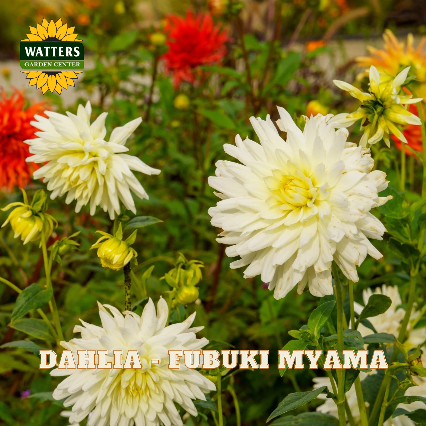 White dahlias with red and yellow flowers in the background, labeled 'Dahlia - Fubuki Myama' with Watters Garden Center logo.