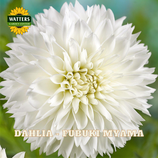 White dahlia flower with 'Watters Garden Center' logo and 'Dahlia - Fubuki Myama' text.