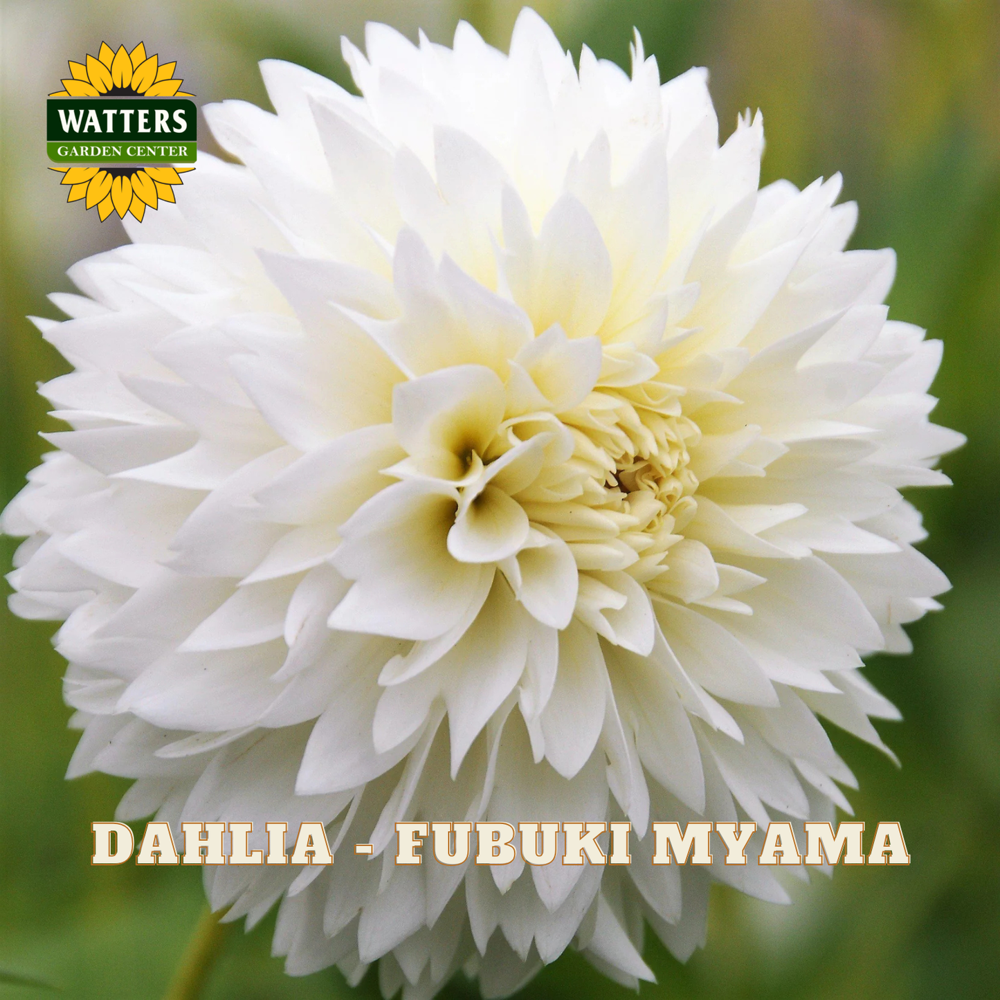 White dahlia flower with 'Watters Garden Center' logo and 'Dahlia - Fubuki Myama' text.