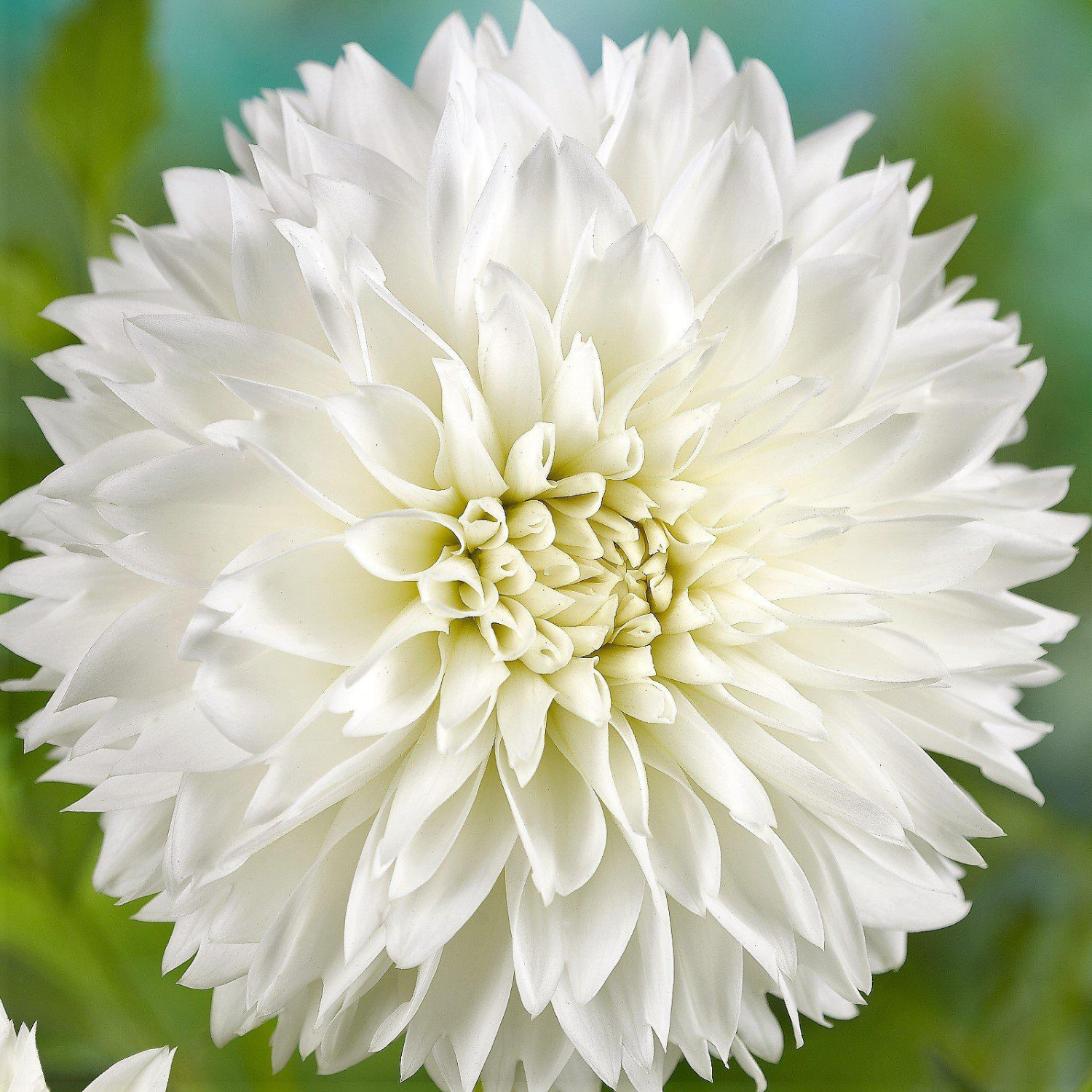 Close-up of a white flower with a blurred green background