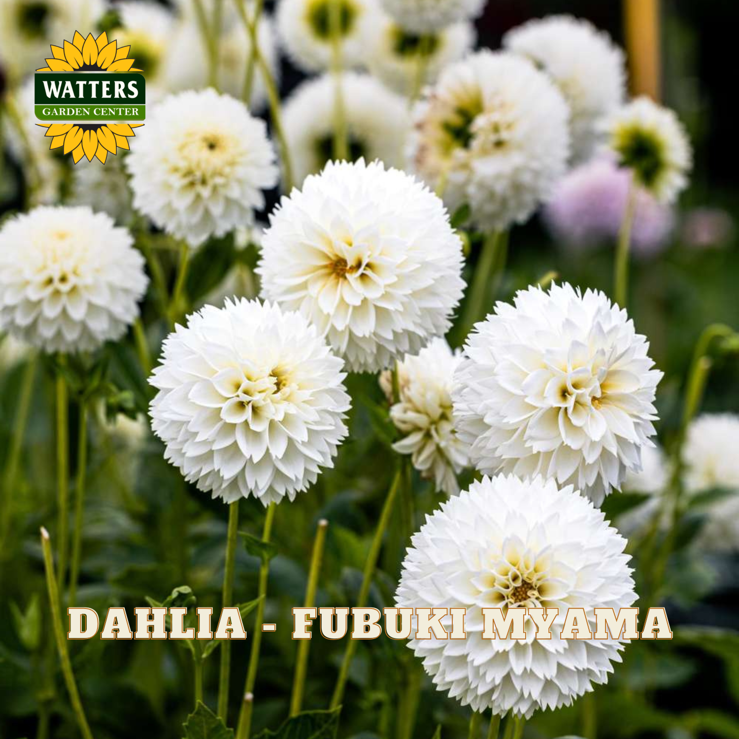 White dahlias with 'Watters Garden Center' logo and 'Dahlia - Fubuki Myama' text.