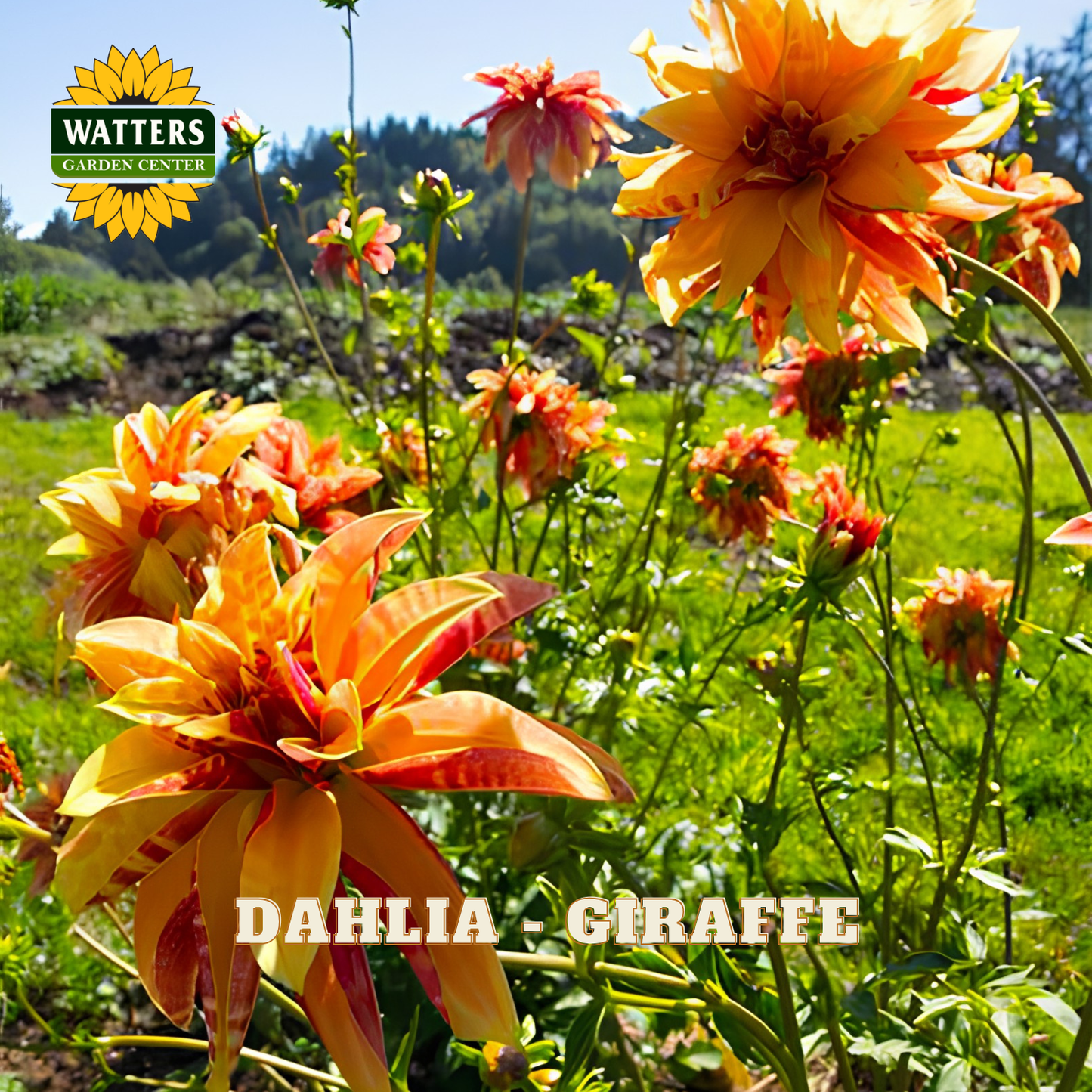Orange and yellow dahlia flowers with red streaks blooming in a sunny green garden, with the Watters Garden Center logo in the top left and 'DAHLIA - GIRAFFE' text at the bottom.