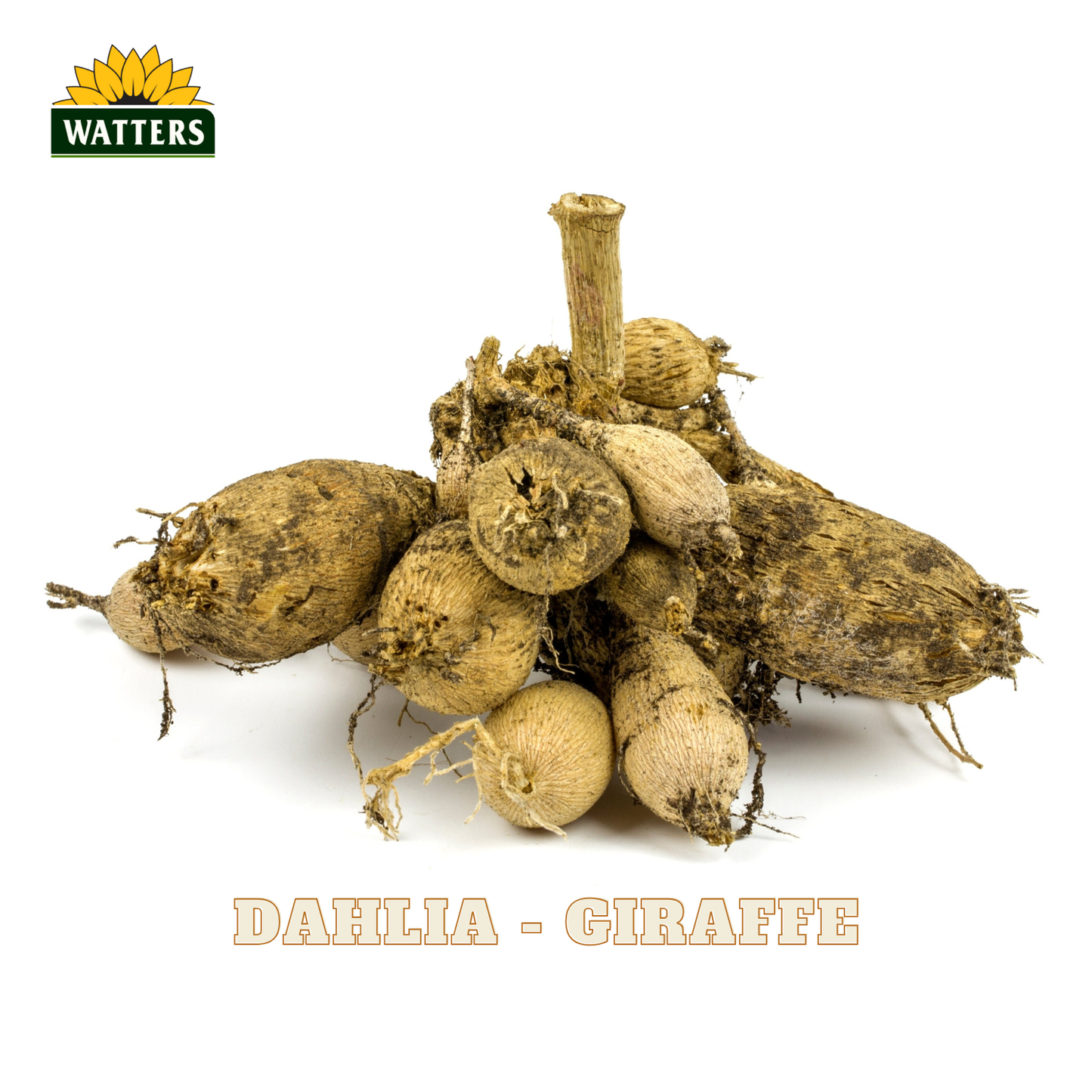 A pile of raw Dahlia 'Giraffe' tubers with rough, textured brown and beige skin, showing natural root details and a stem, set against a plain white background with the Watters logo and 'DAHLIA - GIRAFFE' text.