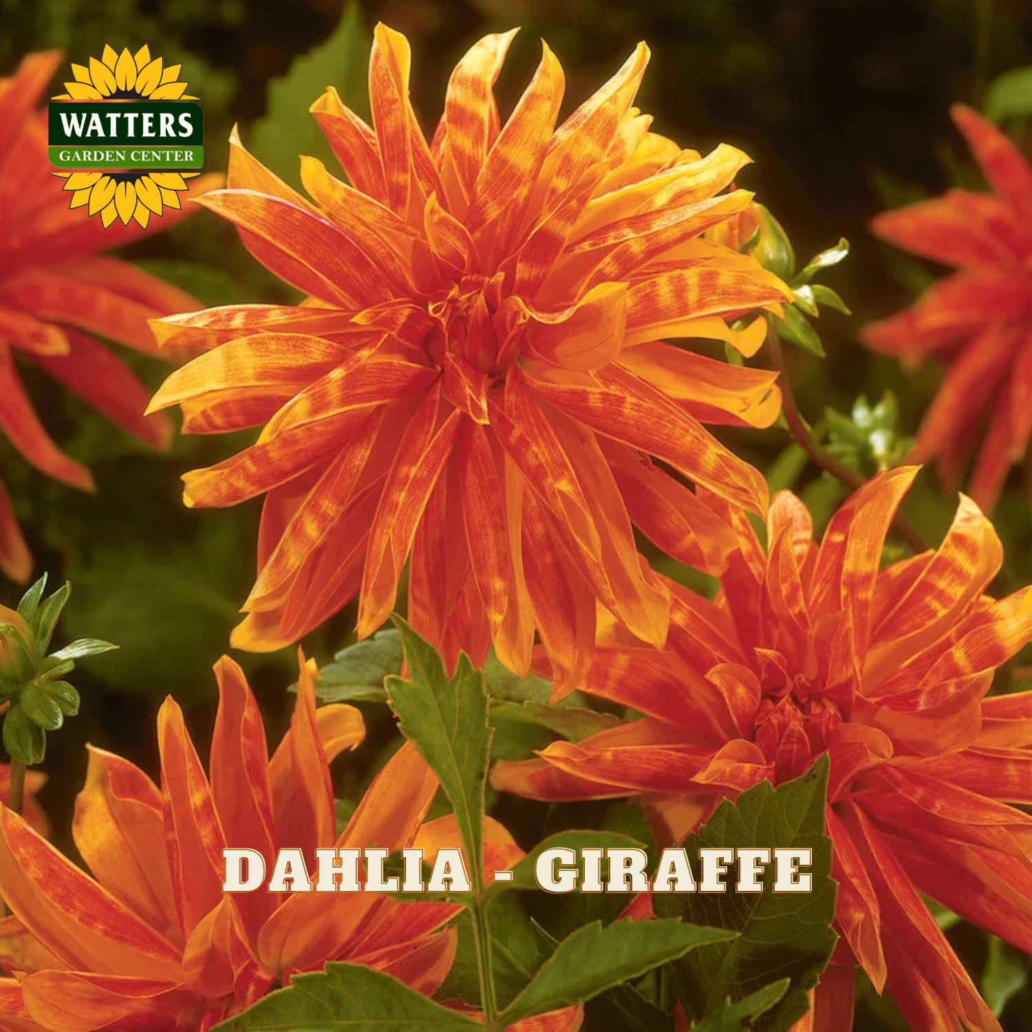 A close-up of bright orange and yellow striped dahlia flowers with green leaves, featuring the Watters Garden Center logo in the top left and the text 'DAHLIA - GIRAFFE' at the bottom.