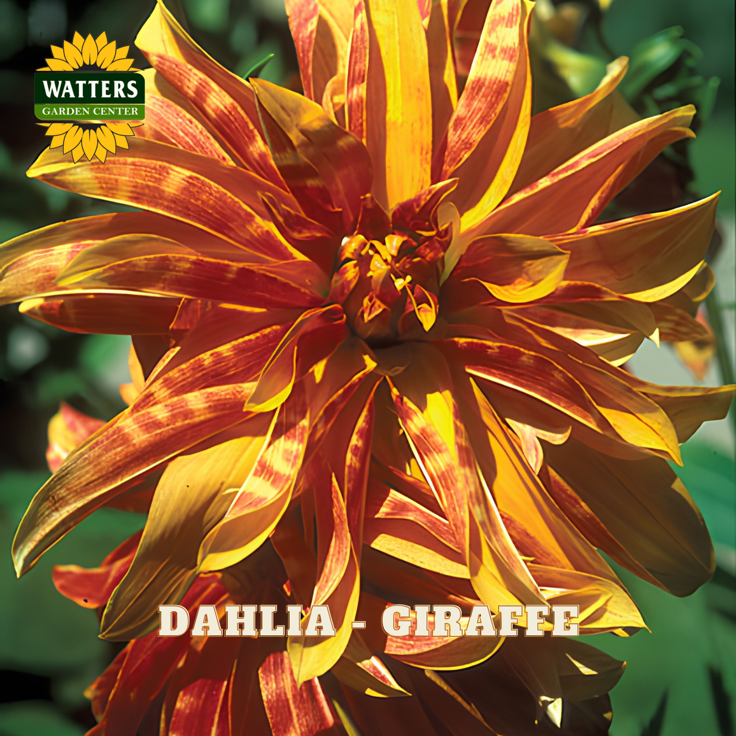 A close-up of a dahlia flower with yellow and orange-red striped petals, with the Watters Garden Center logo in the top-left corner and the text 'DAHLIA - GIRAFFE' across the bottom.