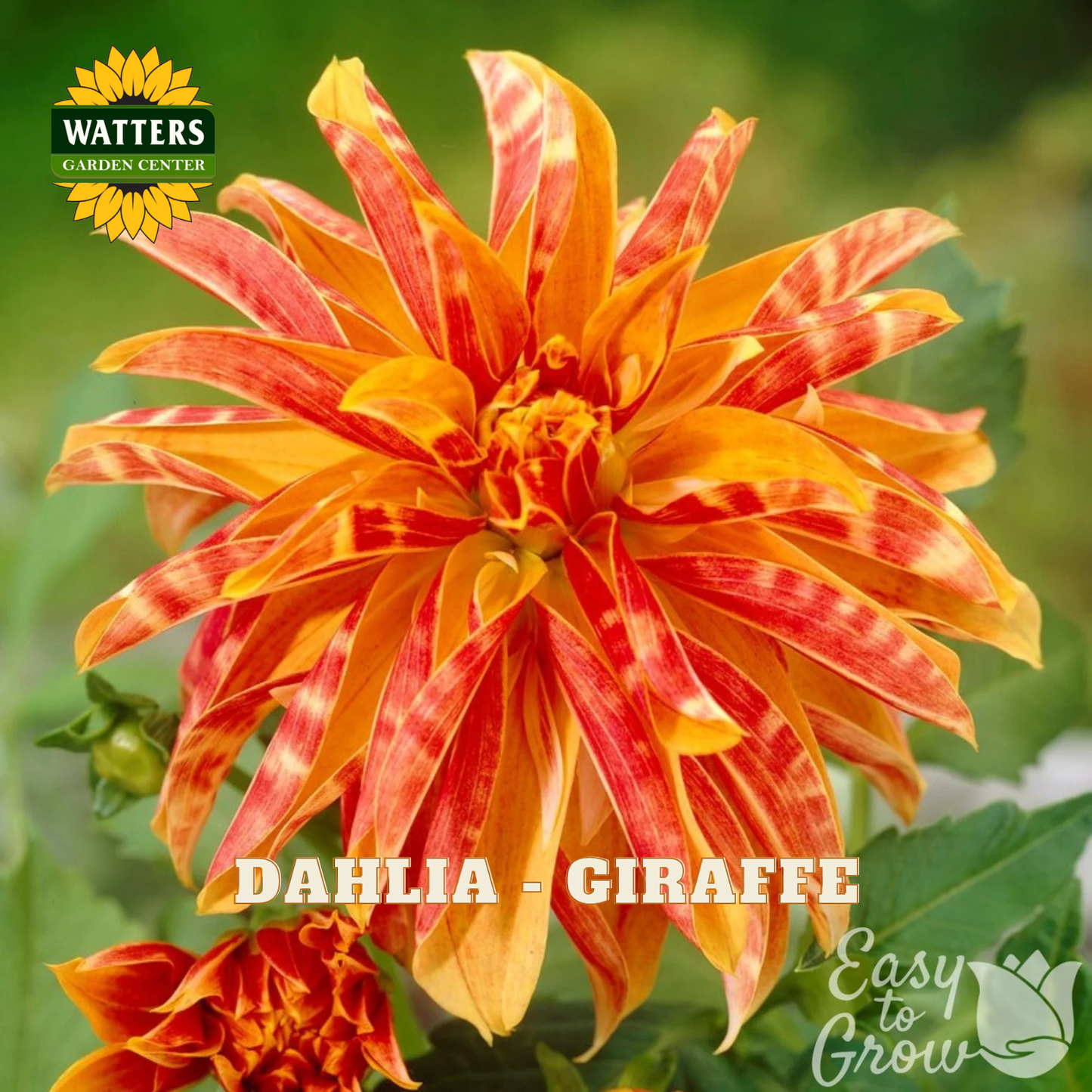 A close-up of a blooming dahlia flower with orange, red, and yellow marbled petals, shown against a blurred green garden background. The image includes the Watters Garden Center logo and the text 'DAHLIA - GIRAFFE' and 'Easy to Grow'.