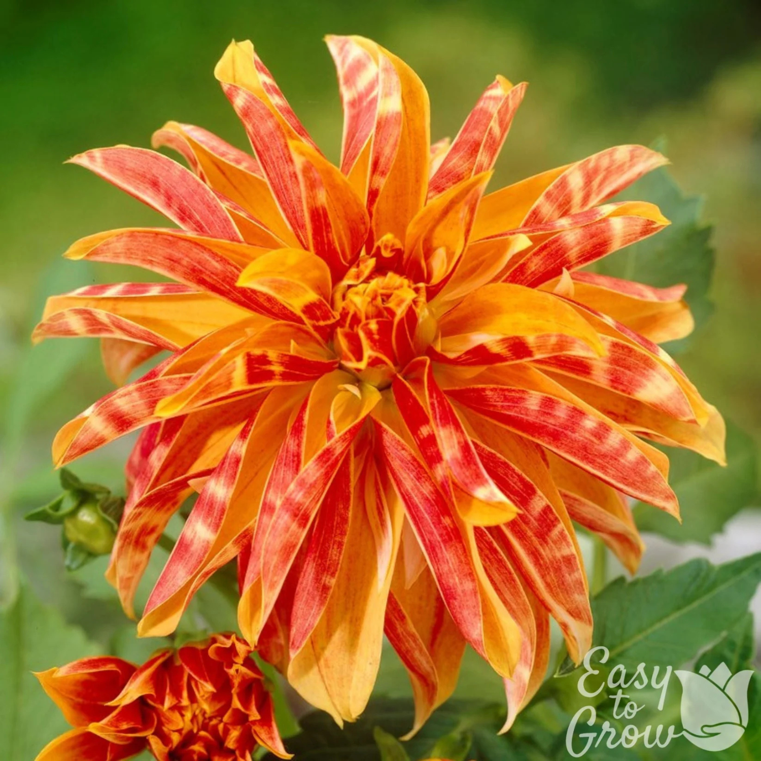 Orange and red striped flower with 'Easy to Grow' logo in the corner
