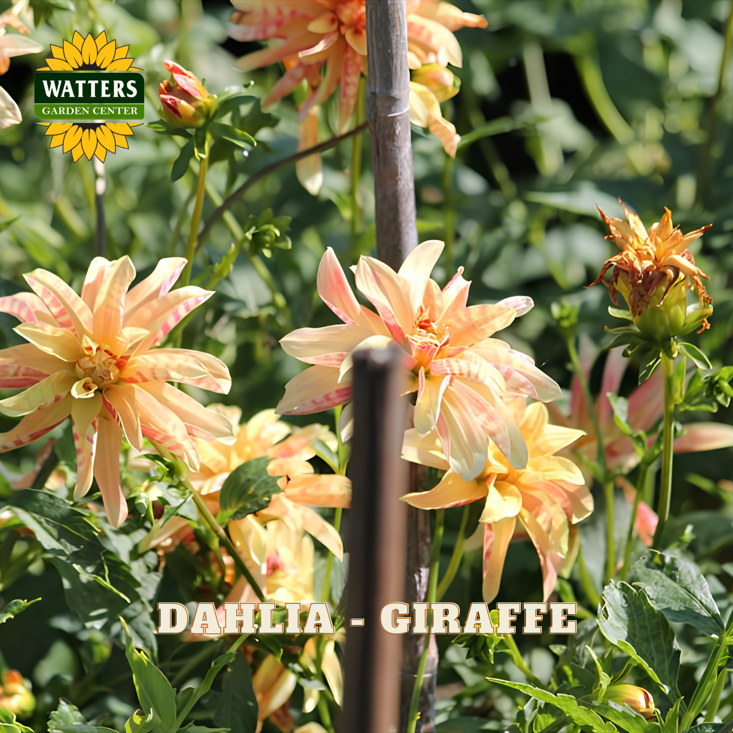 Giraffe Dahlia in a garden.