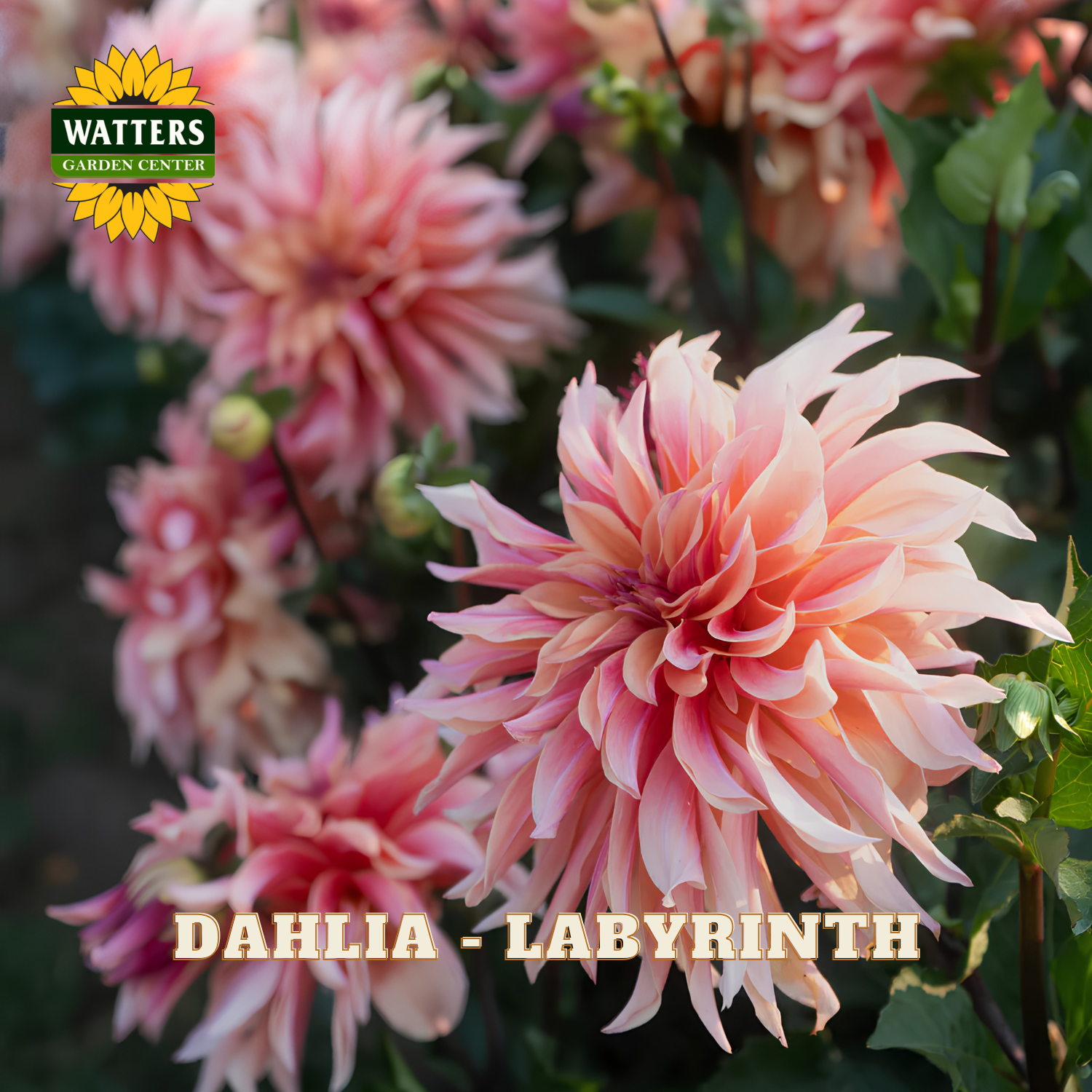 Pink and peach Dahlia 'Labyrinth' flowers in full bloom with green foliage, featuring a Watters Garden Centers logo in the top left and 'DAHLIA - LABYRINTH' text at the bottom.