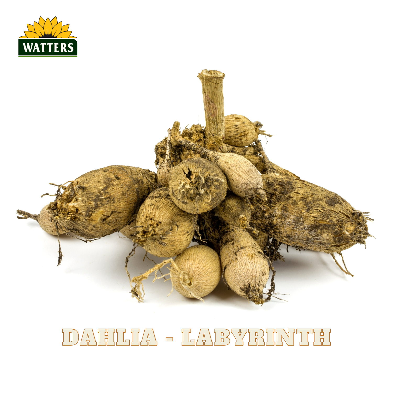 A pile of Dahlia - Labyrinth tubers with rough, textured tan-brown skin and visible roots, displayed on a clean white background with the Watters logo and text at the top and bottom.