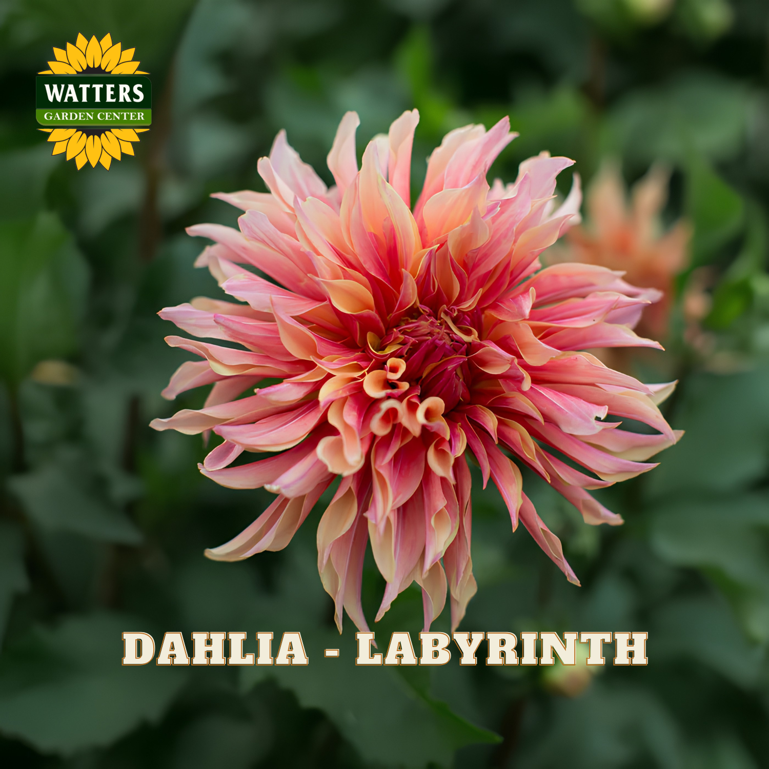 A close-up of a blooming dahlia flower with layered ruffled petals in pink, peach, and cream tones, set against a blurred green garden background. The Watters Garden Center logo appears in the top-left corner, and the text 'DAHLIA - LABYRINTH' is printed at the bottom.