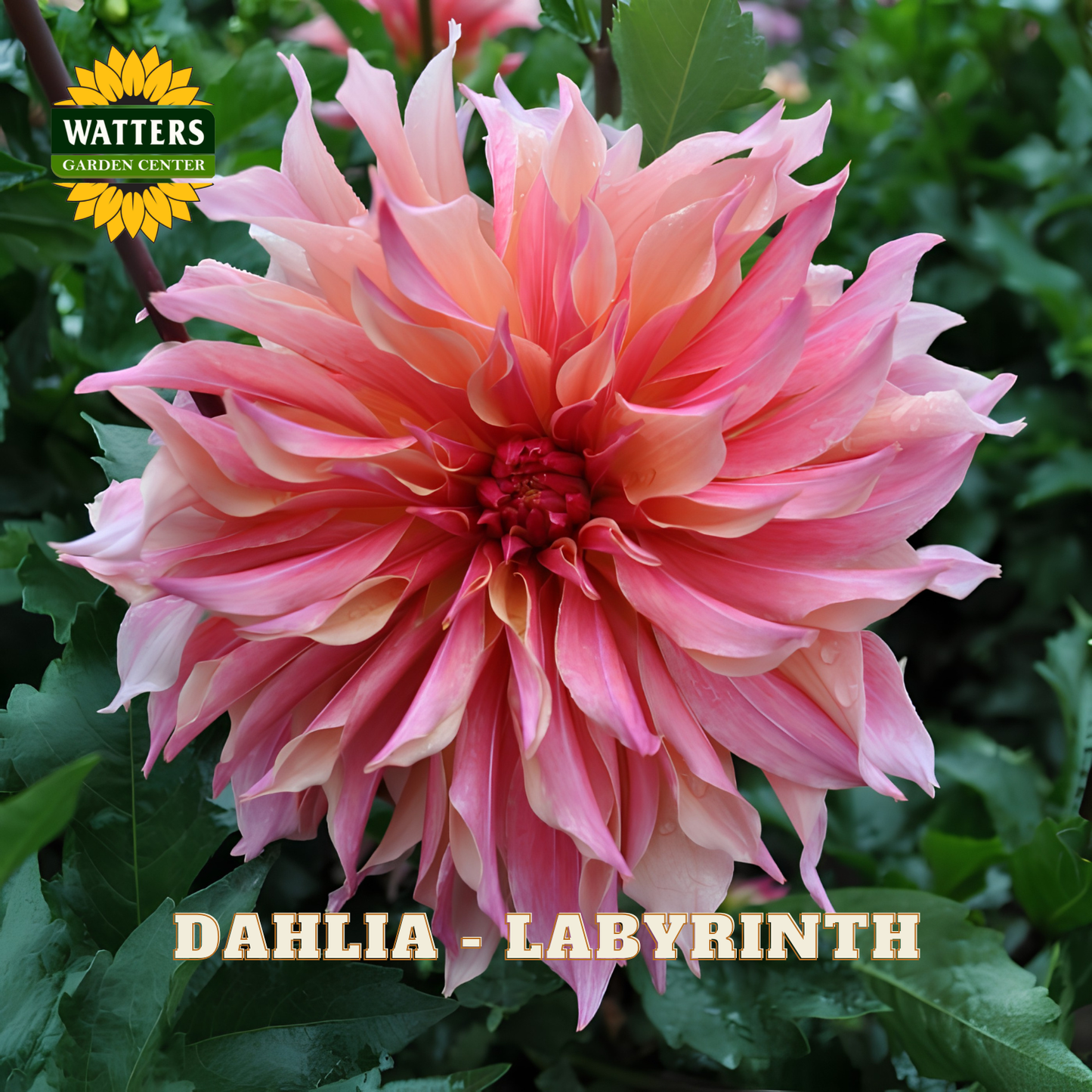 A close-up of a blooming dahlia flower with layered pink, peach, and cream petals, surrounded by green foliage. The text 'DAHLIA - LABYRINTH' appears at the bottom, and a 'WATTERS GARDEN CENTER' logo is in the upper left.