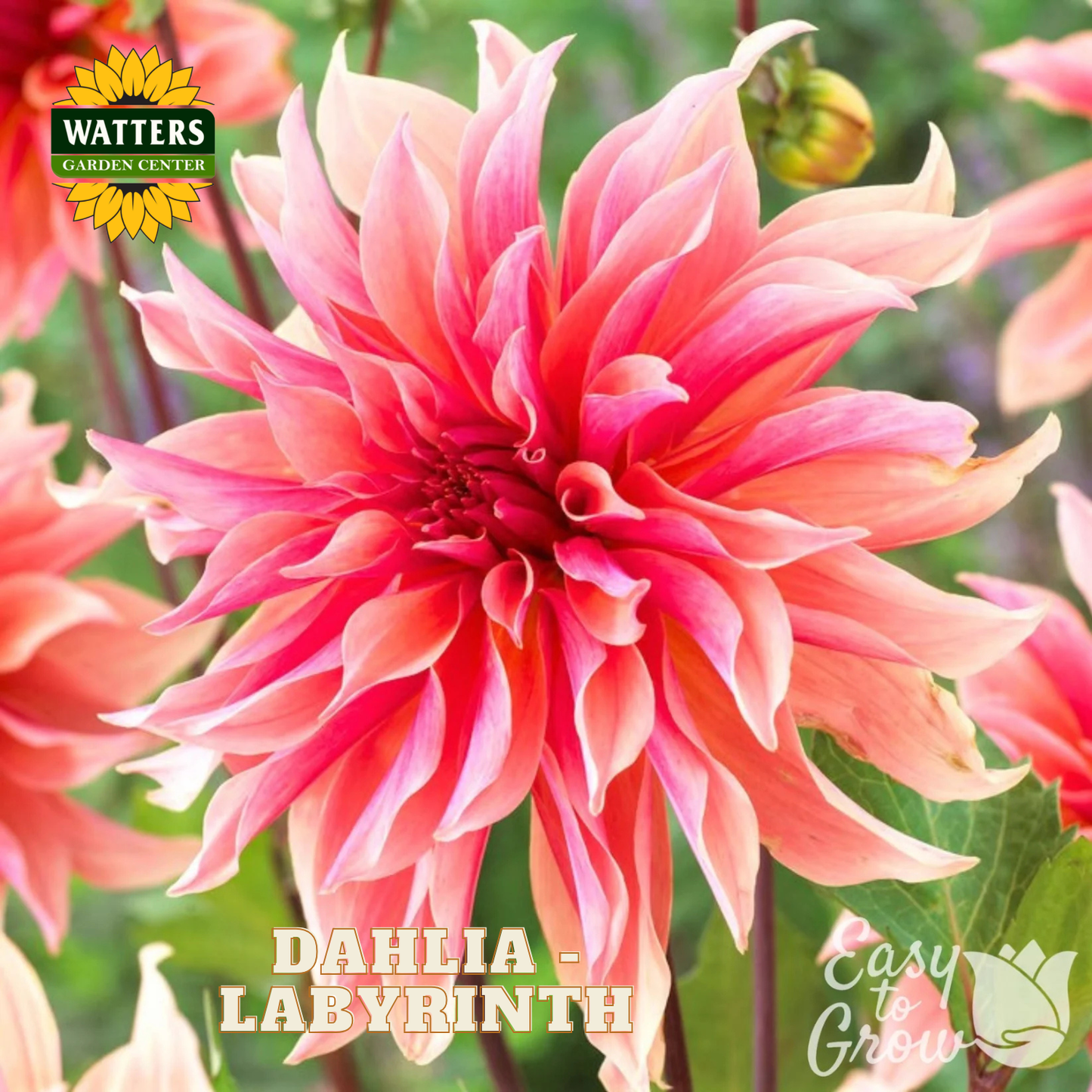 A close-up of a blooming dahlia flower with layered peach, pink, and coral petals, with green foliage in the background. The image includes the Watters Garden Centers logo in the top left and the text 'DAHLIA - LABYRINTH' and 'Easy to Grow' in the bottom area.