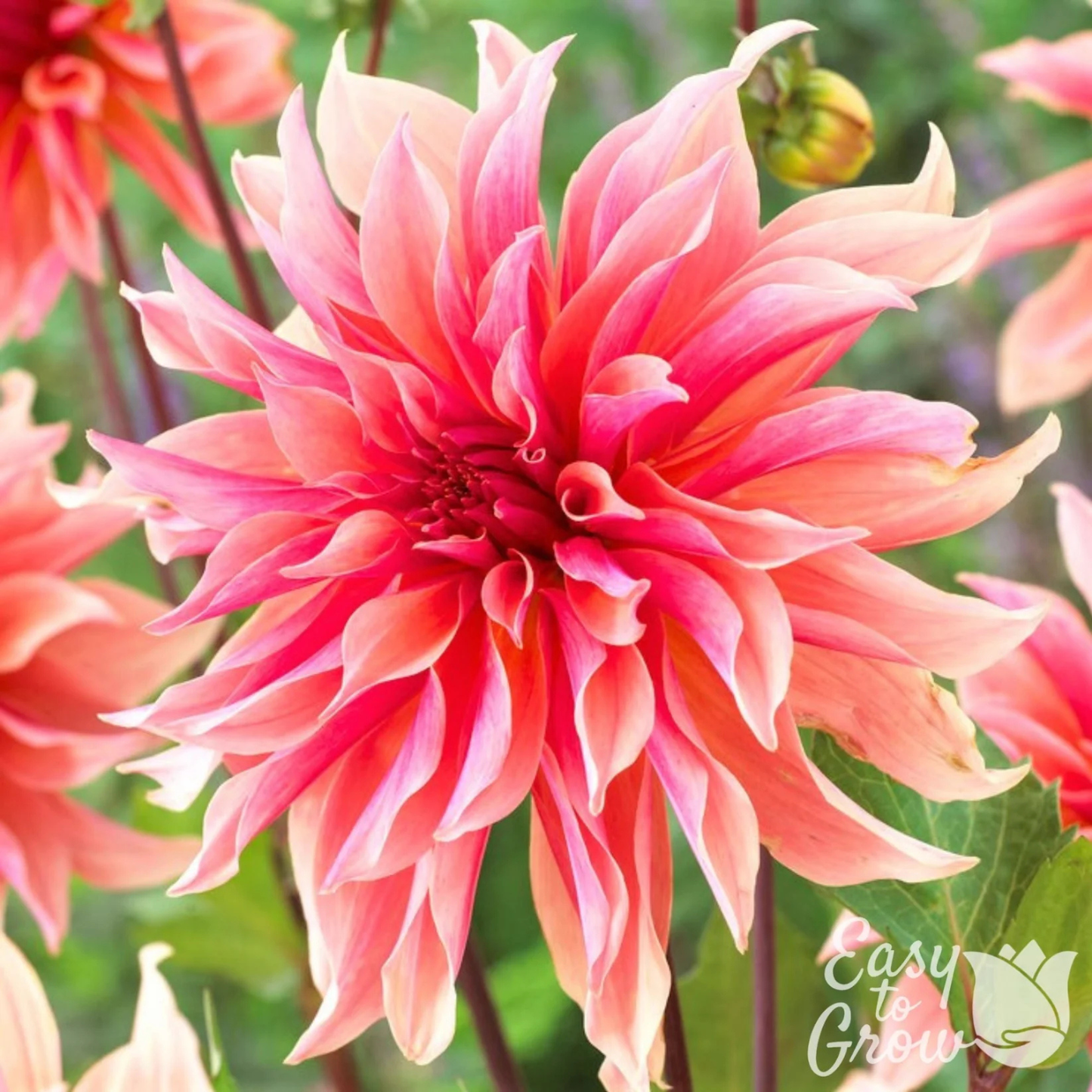 Close-up of a pink flower with 'Easy to Grow' logo in the corner