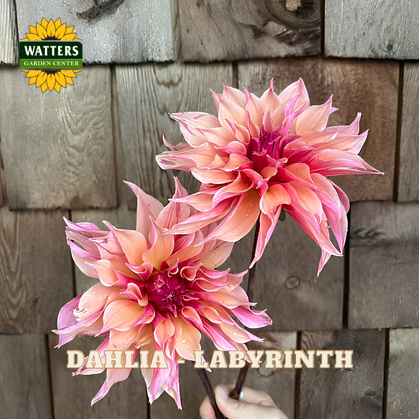 Two blooming Dahlia 'Labyrinth' flowers held in front of a rustic wooden plank background, with the Watters Garden Center logo in the top-left corner and the text 'DAHLIA LABYRINTH' at the bottom.