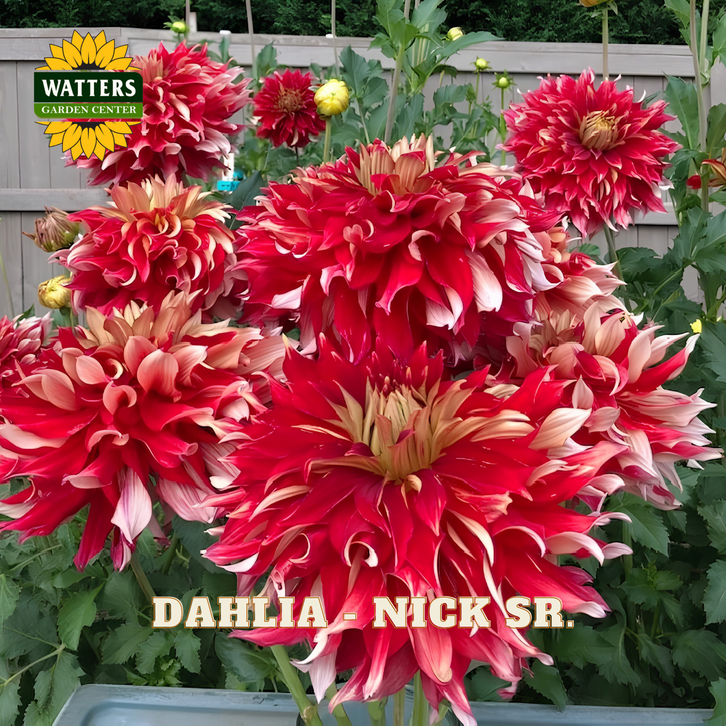 Red and pink dahlias with 'Watters Garden Center' logo in the corner.