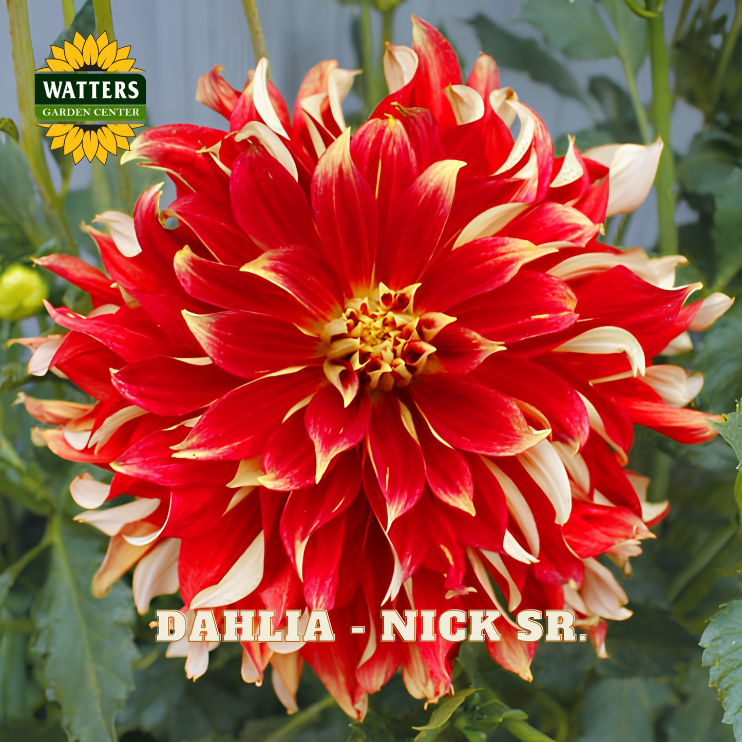 Red and white dahlia flower with 'Watters Garden Center' logo in the corner.
