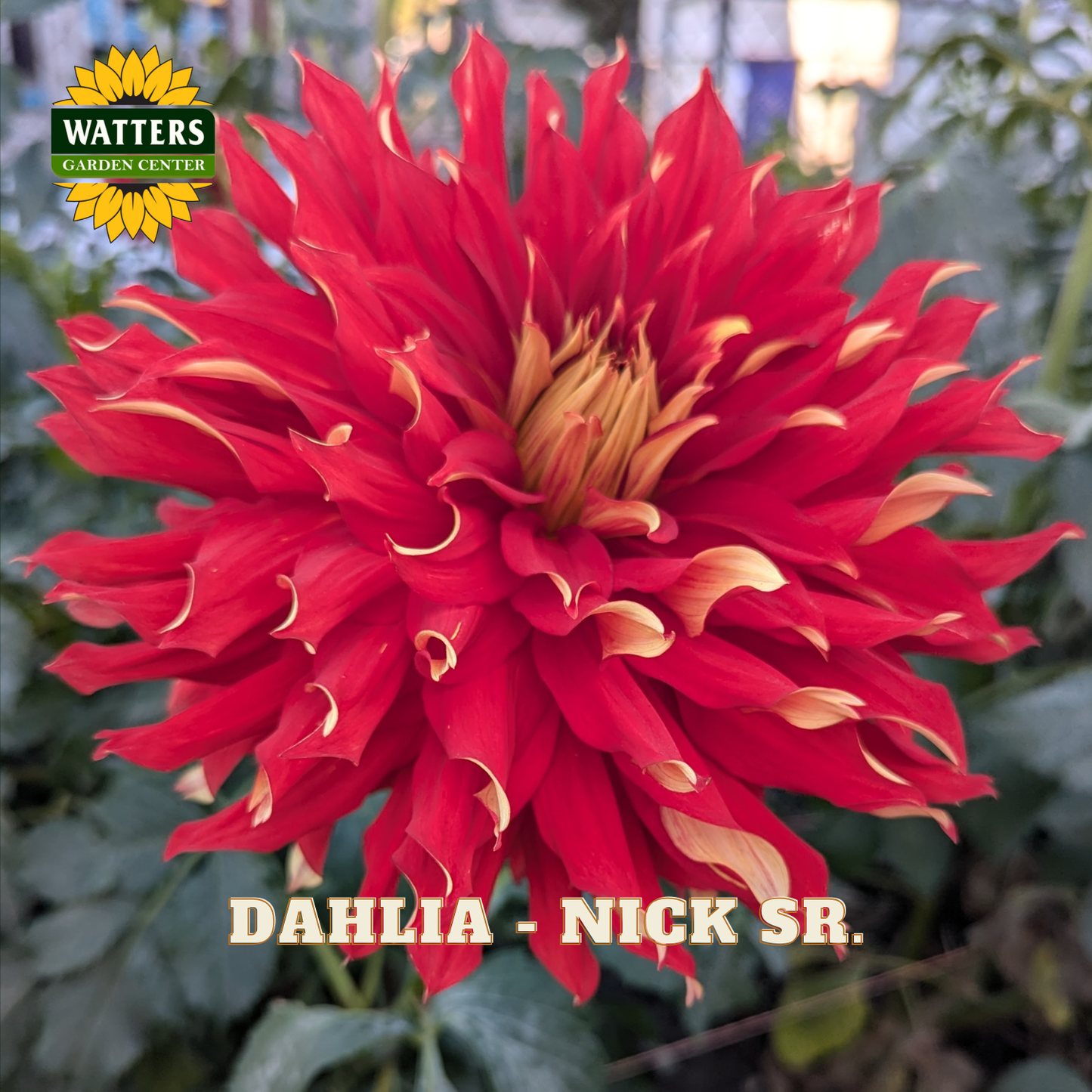 Red dahlia flower with 'Watters Garden Center' logo in the corner