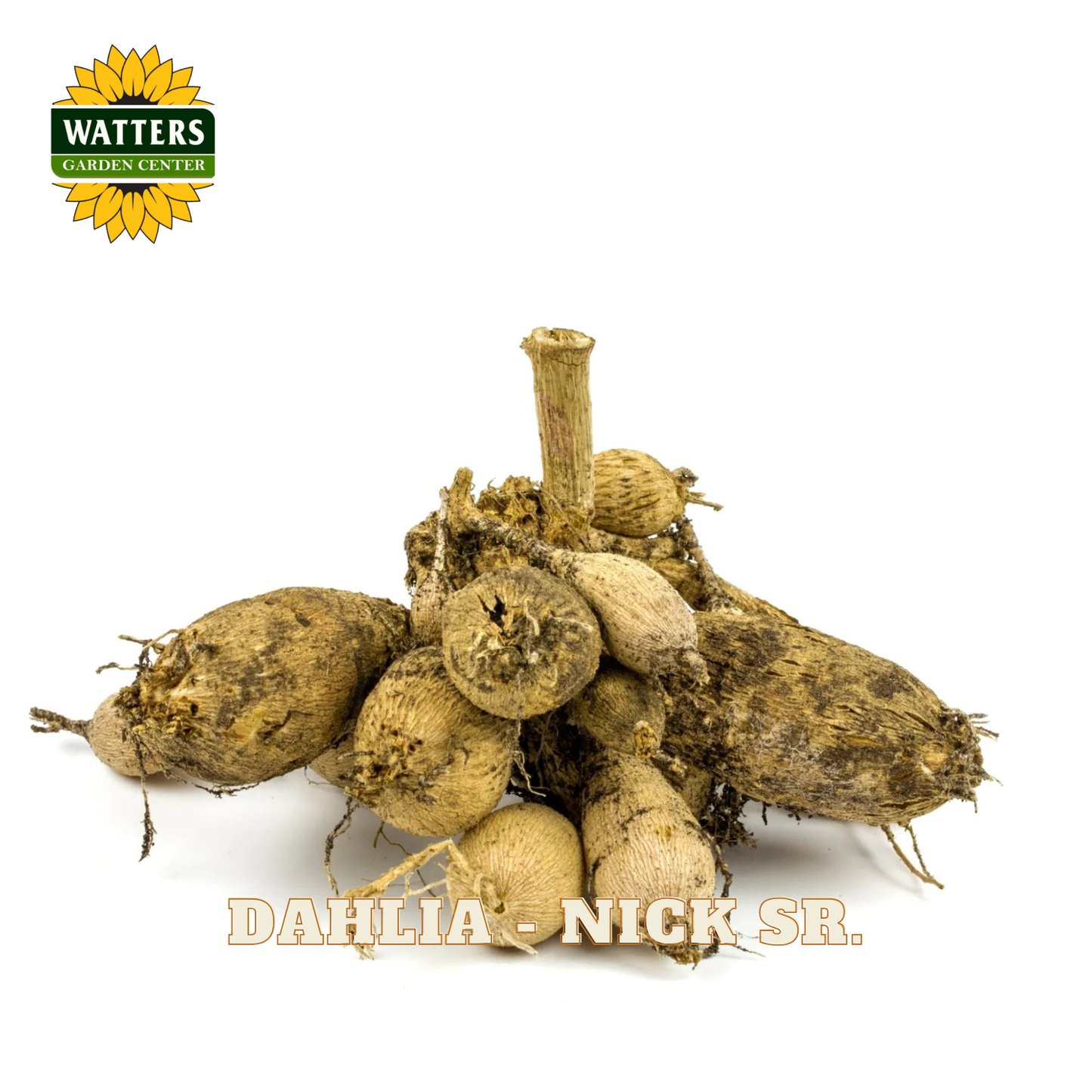 Dahlia tubers labeled 'Nick Sr.' with Watters Garden Center branding on a white background.