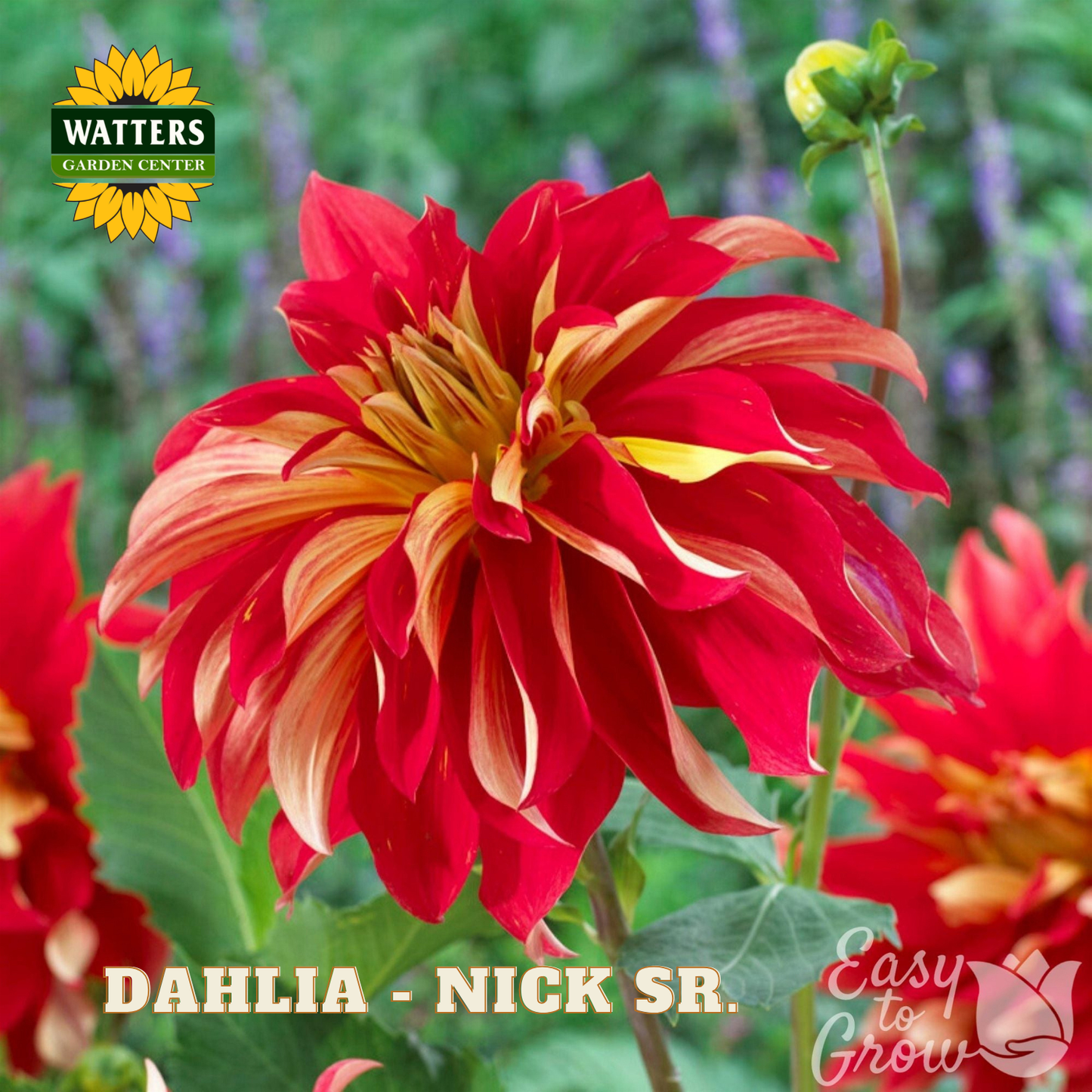Red and yellow Dahlia flower with Watters Garden Center branding.