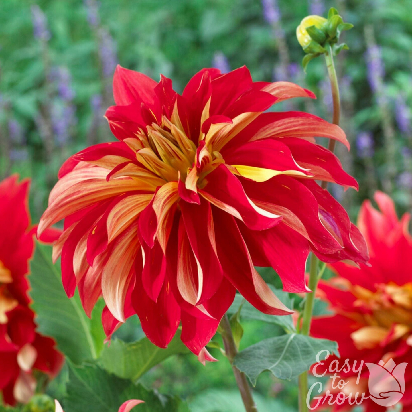 Red and yellow flower with 'Easy to Grow' logo in the corner