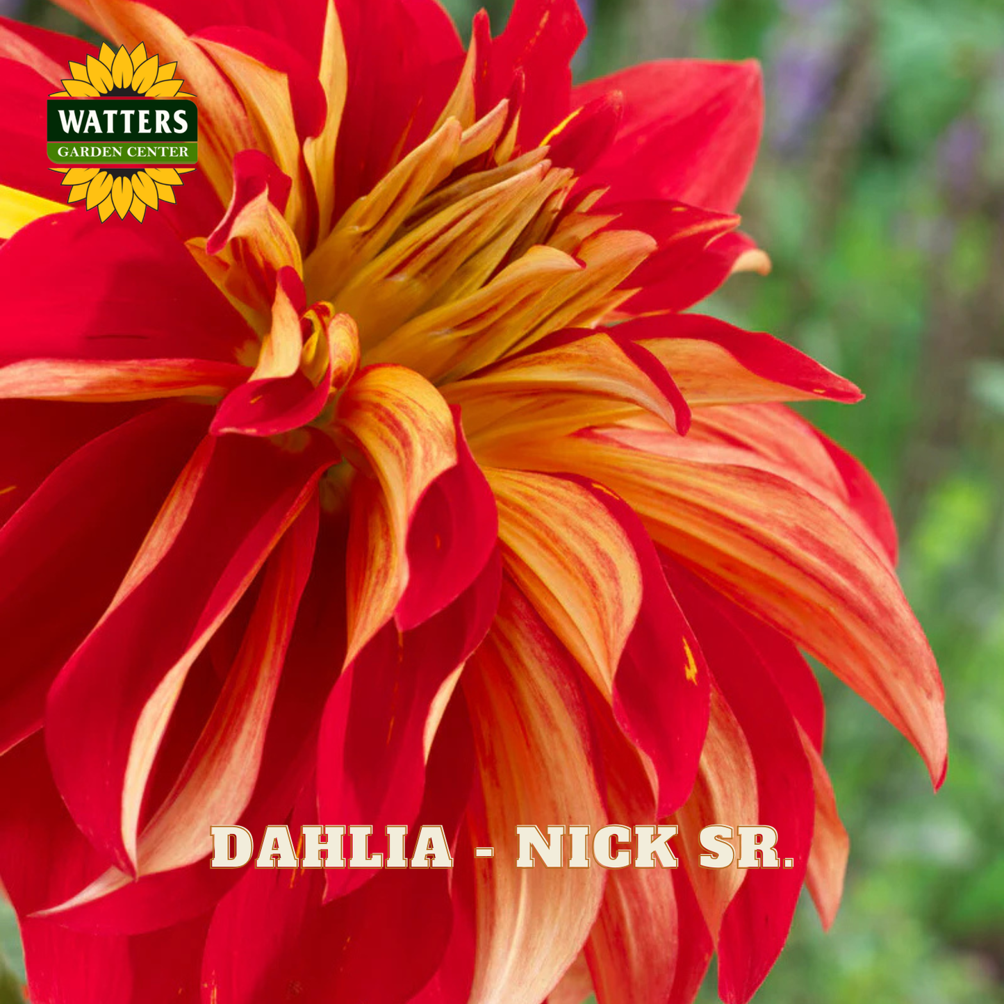 Red and orange Dahlia flower with 'Watters Garden Center' logo and 'Dahlia - Nick Sr.' text.