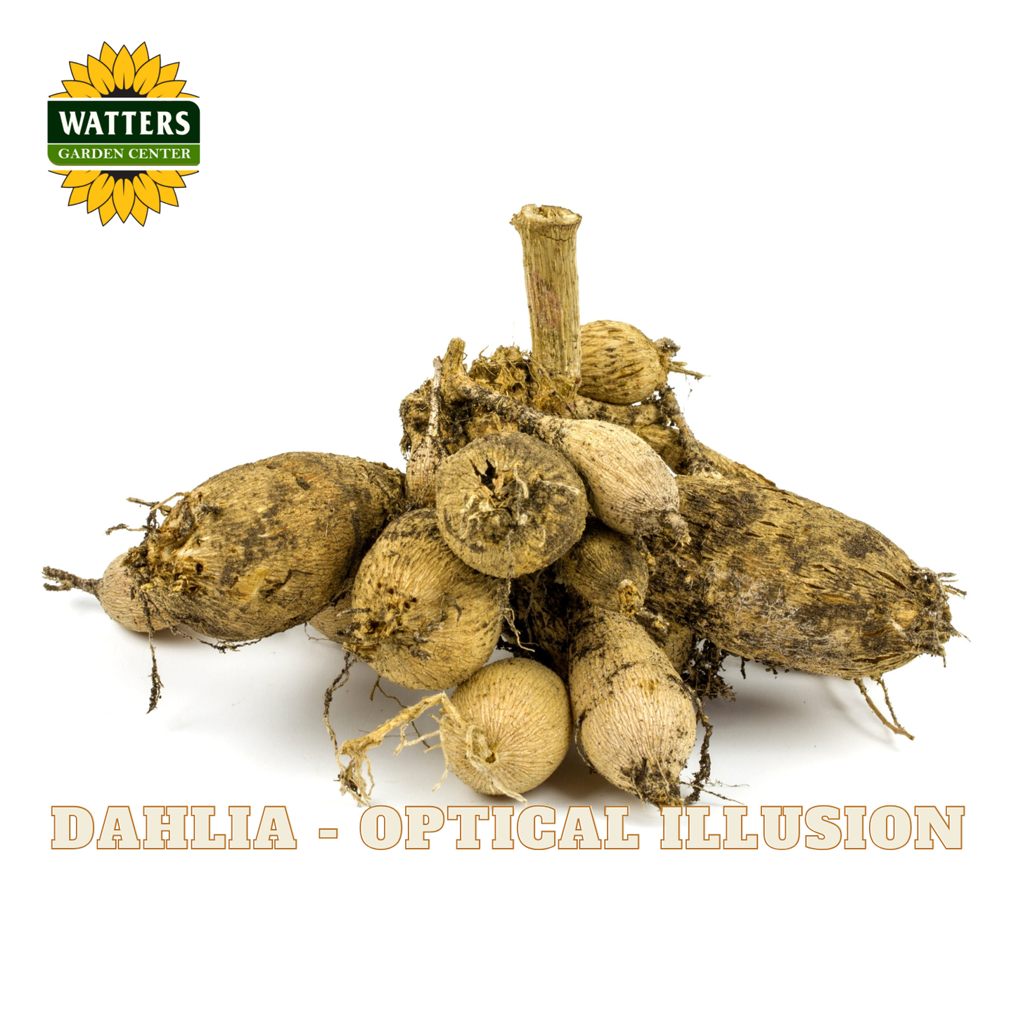 A pile of dried Dahlia tubers with rough, textured brown and beige skin, shown on a white background with the Watters logo in the top-left corner and the text 'DAHLIA - OPTICAL ILLUSION' at the bottom.