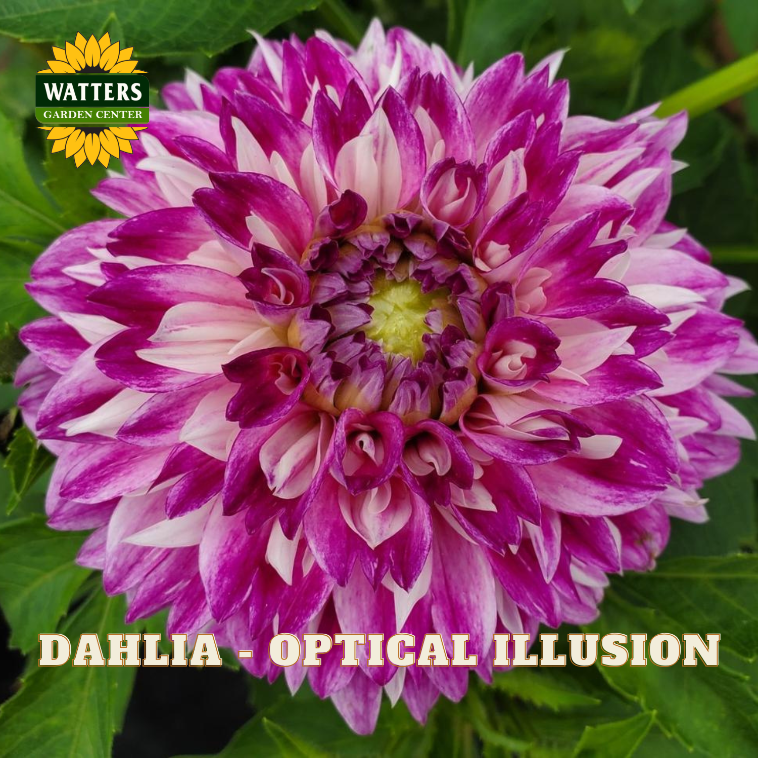 A close-up of a blooming dahlia flower with layered magenta, pink, and white petals, photographed outdoors against green leaves. The Watters Garden Center logo appears in the top left, and the text 'DAHLIA - OPTICAL ILLUSION' appears along the bottom.