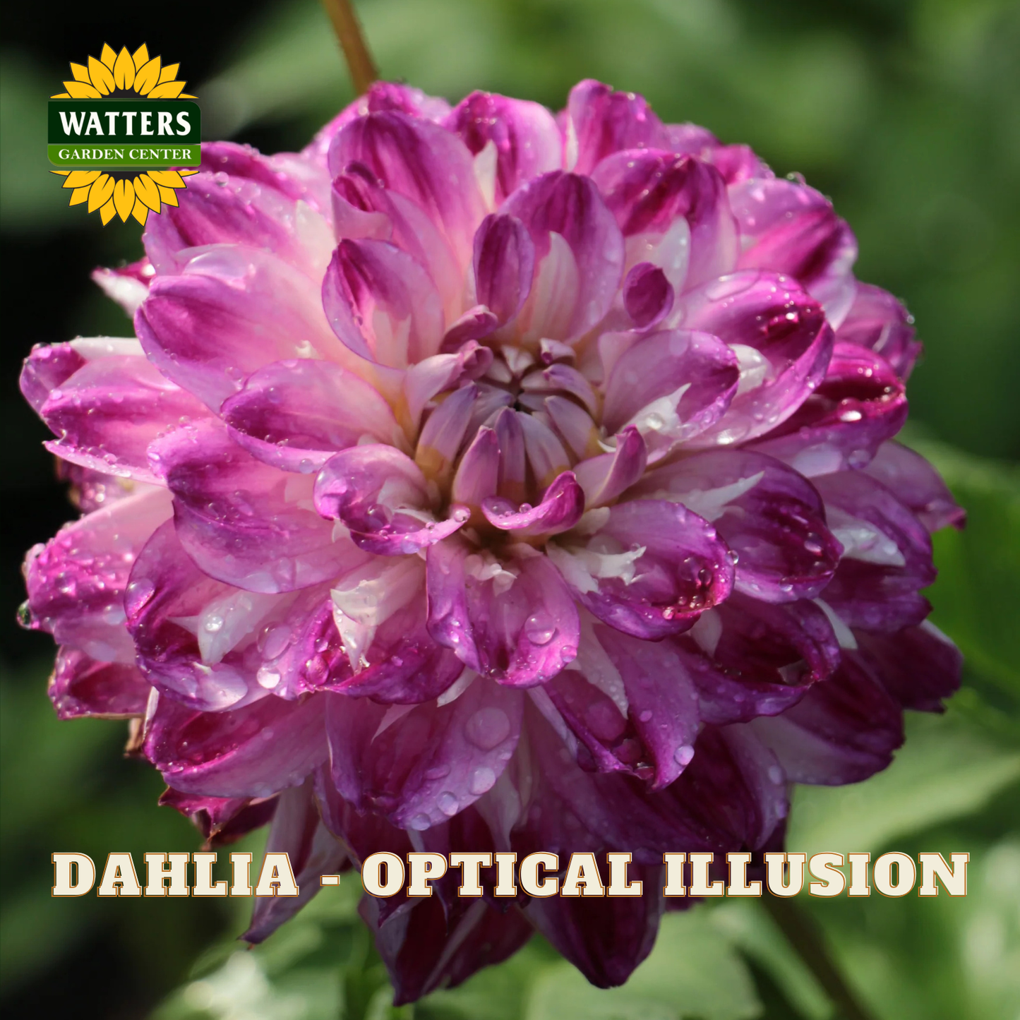A close-up of a blooming dahlia flower with layered petals in pink, purple, and white, photographed outdoors against a blurred green background. The Watters Garden Center logo appears in the top left, and the text 'DAHLIA - OPTICAL ILLUSION' appears along the bottom.