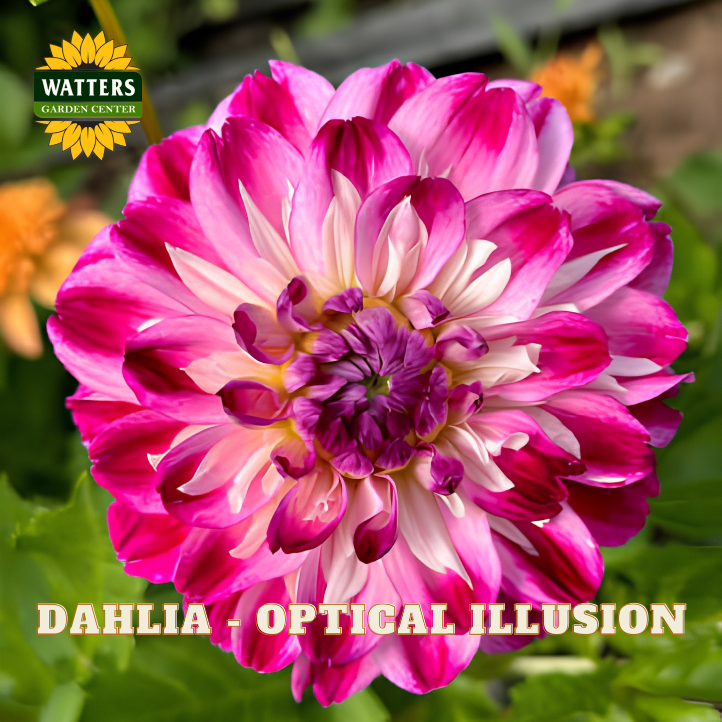 A close-up of a blooming dahlia flower with layered petals in pink, magenta, and white, with green leaves and a blurred garden background. Text at the bottom reads 'DAHLIA - OPTICAL ILLUSION' and a logo in the top left reads 'WATTERS GARDEN CENTER'.