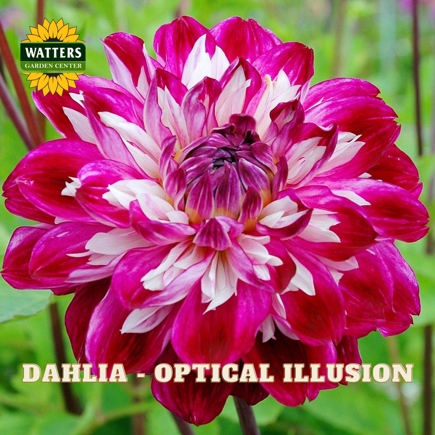 A close-up of a blooming dahlia flower with layered petals in vivid magenta pink and white, with green foliage blurred in the background. The Watters Garden Center logo appears in the top-left corner, and the text 'DAHLIA - OPTICAL ILLUSION' is printed along the bottom.