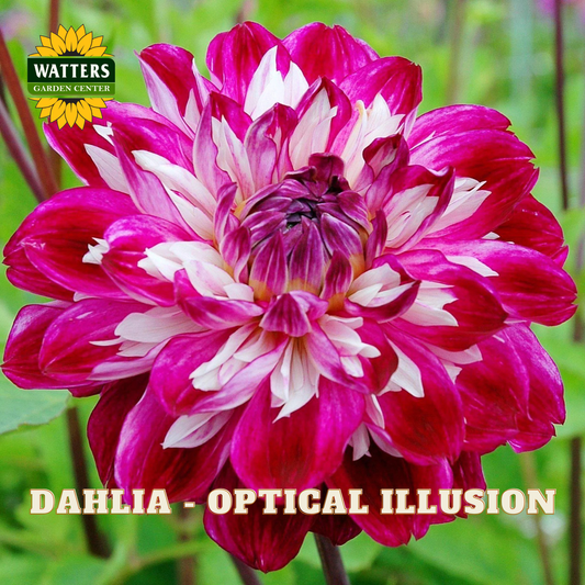 A close-up of a blooming dahlia flower with layered petals in vivid magenta pink and white, with green foliage blurred in the background. The Watters Garden Center logo appears in the top-left corner, and the text 'DAHLIA - OPTICAL ILLUSION' is printed along the bottom.