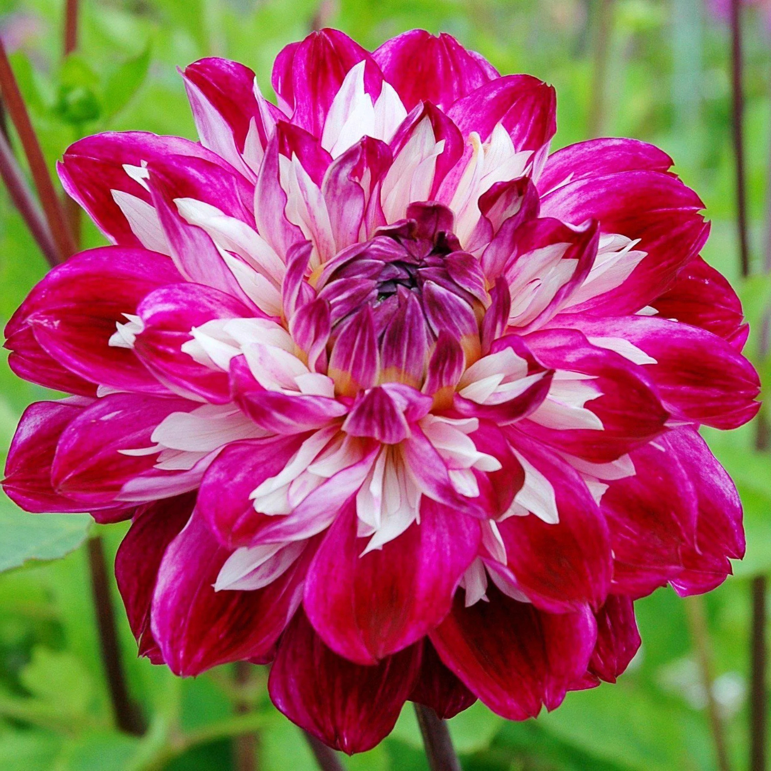 A close-up of a blooming dahlia flower with layered petals in vivid magenta pink and white, set against a soft blurred green garden background.