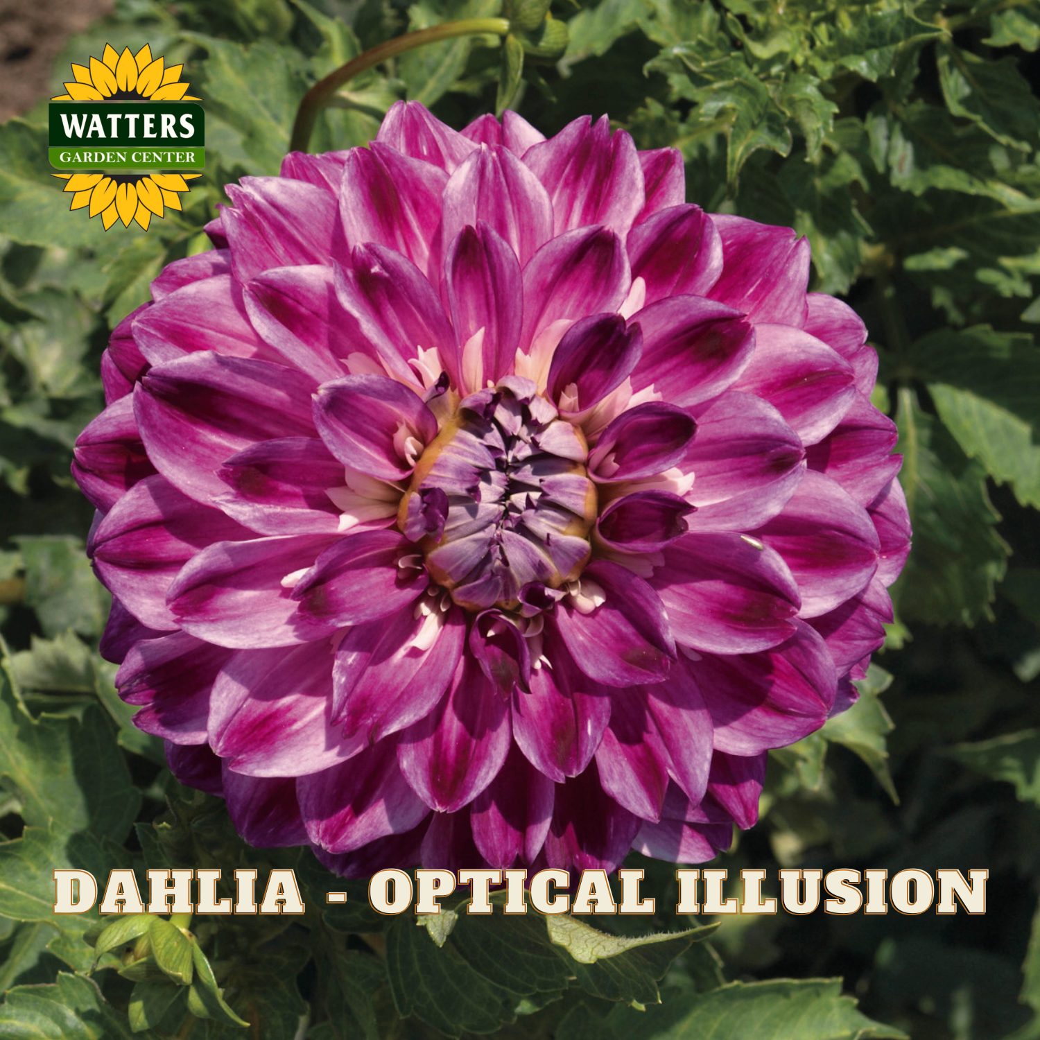 A large blooming dahlia flower in deep purple and pink tones, surrounded by green foliage. The image includes a Watters Garden Centers logo in the top-left corner and the text 'DAHLIA - OPTICAL ILLUSION' at the bottom.