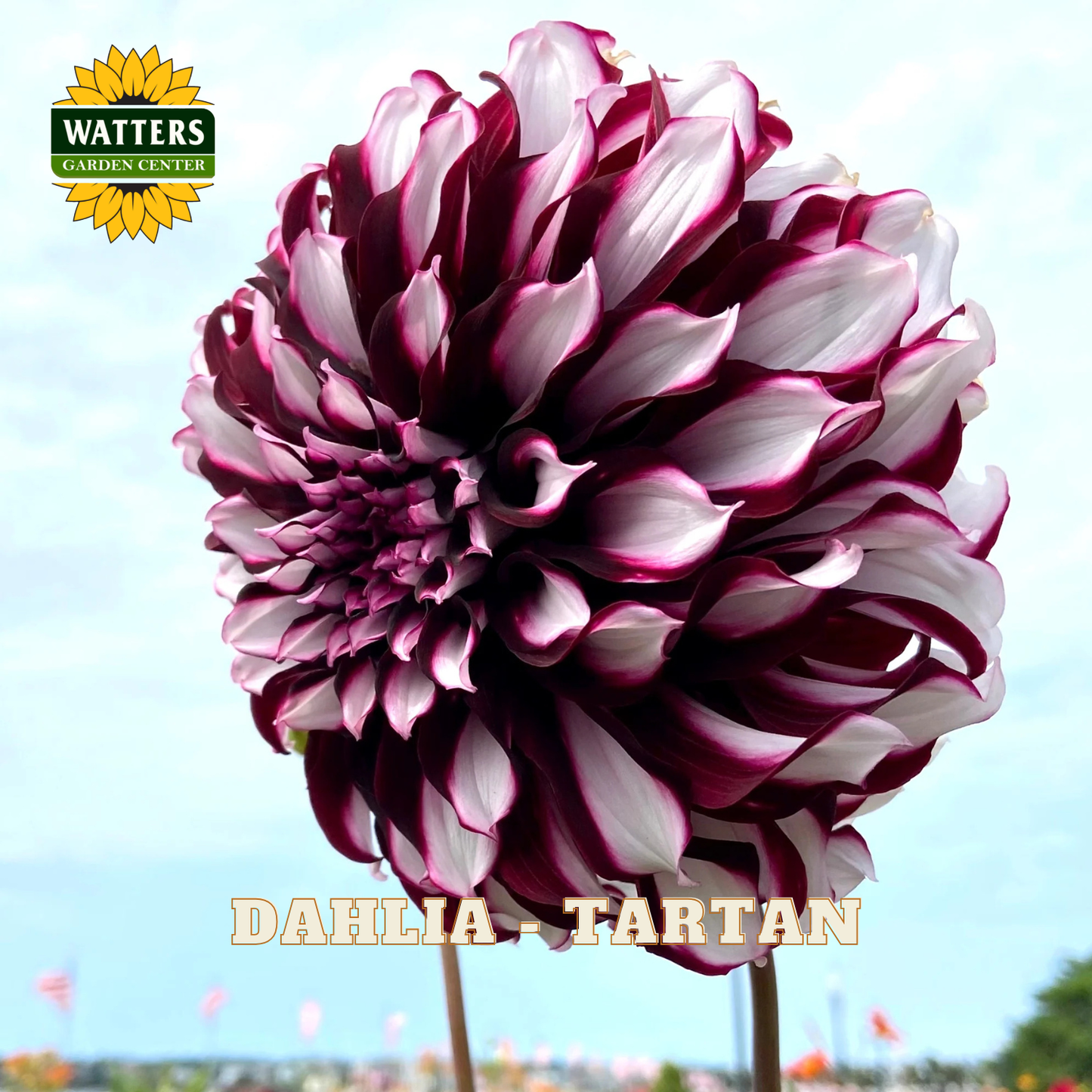 Dahlia flower with 'Watters Garden Center' logo and 'DAHLIA - TARTAN' text.
