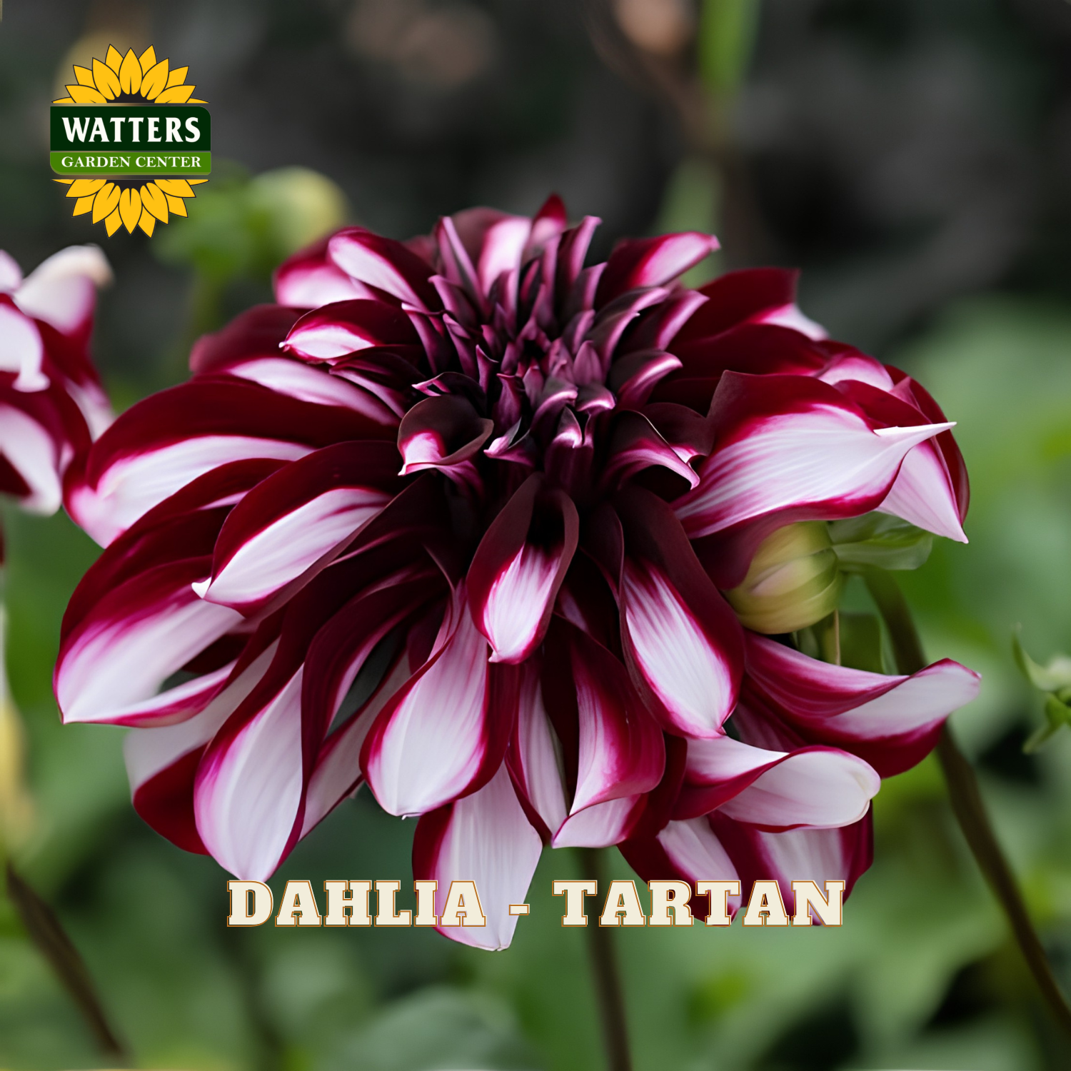 Dahlia flower with maroon and white petals, labeled 'Dahlia - Tartan', with Watters Garden Center branding.