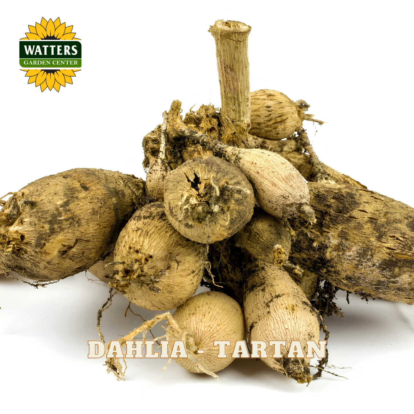 Dahlia tubers labeled 'Tartan' with Watters Garden Center logo on a white background