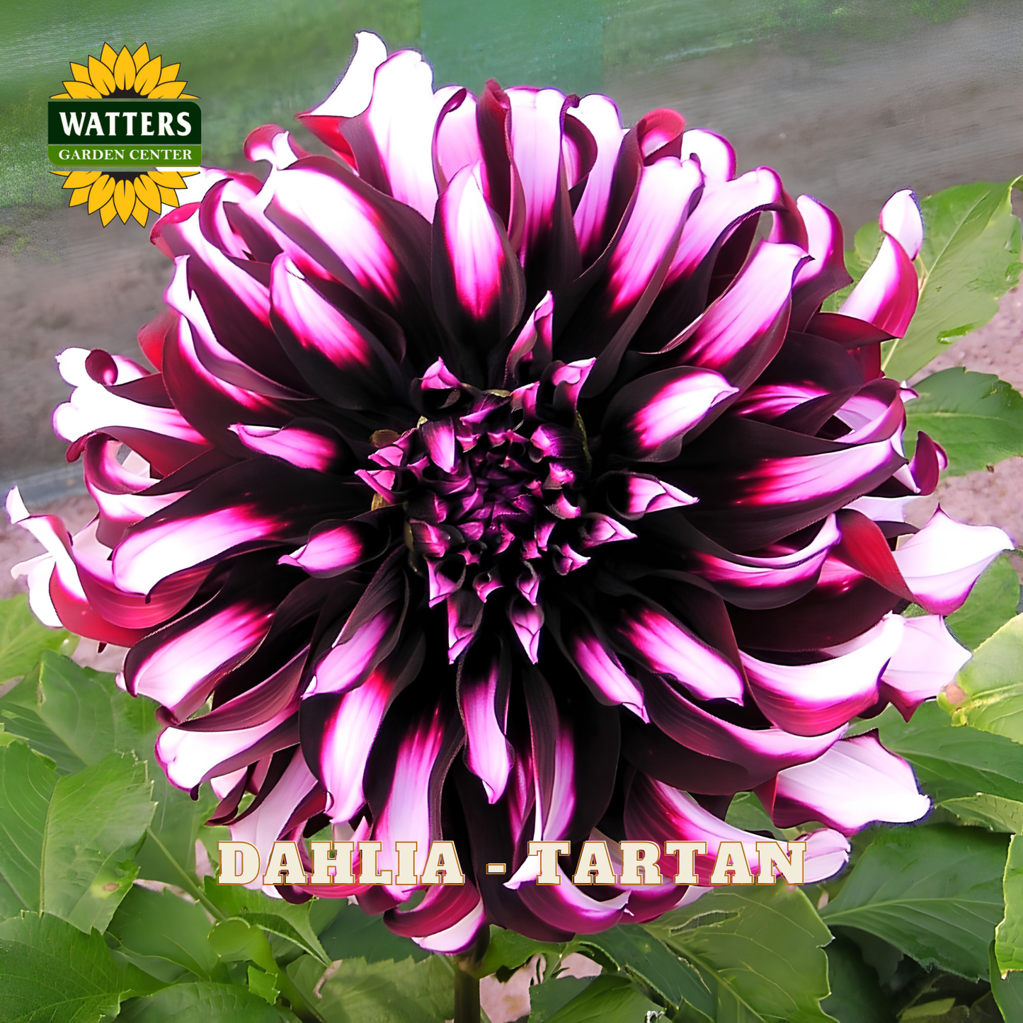 Dahlia flower with pink and purple petals on a green leaf background, Watters Garden Center logo visible.