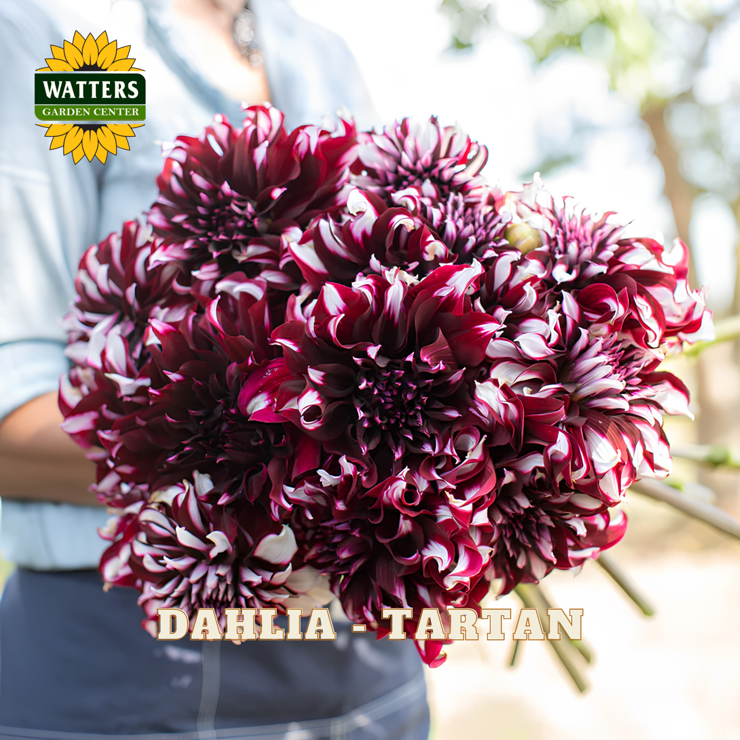 Bouquet of maroon and white dahlias with 'Watters Garden Center' logo.